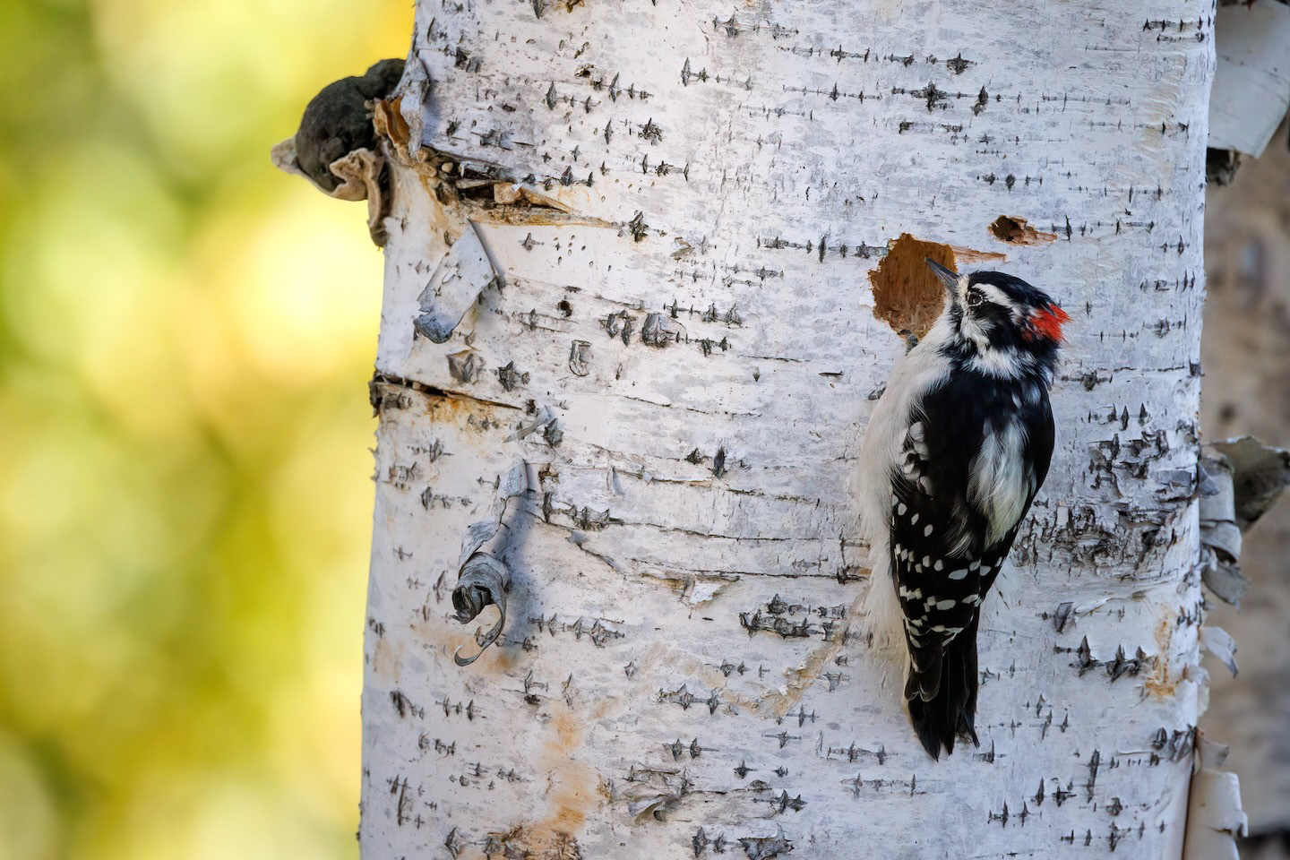 A downy woodpecker.