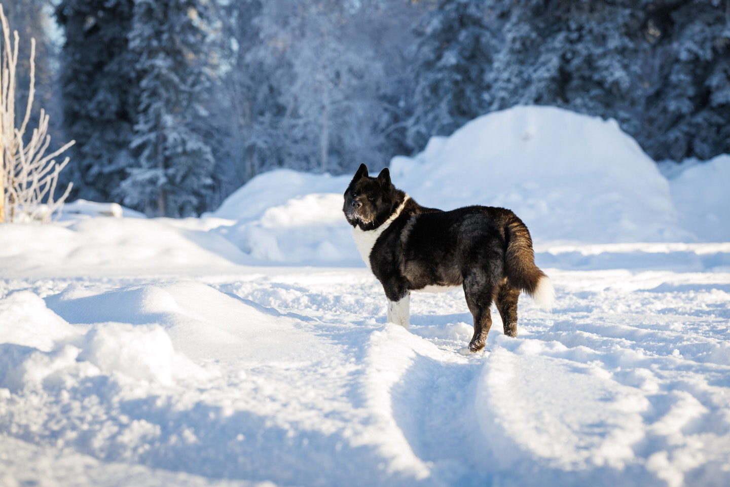 It’s been 8 years since you came into this world; a tiny little bundle of fur that would change the course of my life. Look at you now…your pace is ever so slightly slower but the grey on your chin…it’s hard to ignore. The clock is ticking and I dread the day that nears itself. I have loved you since the day we met—and I will continue to do so… long after you’re gone… When my knees weaken and the fog of old age settles my mind…even then, your light will never fade. But enough about that, today we celebrate you, your life, and the joy you’ve given to the lucky few who form part of your tiny little circle So happy birthday to you, my boy, my love, my Hachi And may you have many, many more. —Love, Dad — Wonder