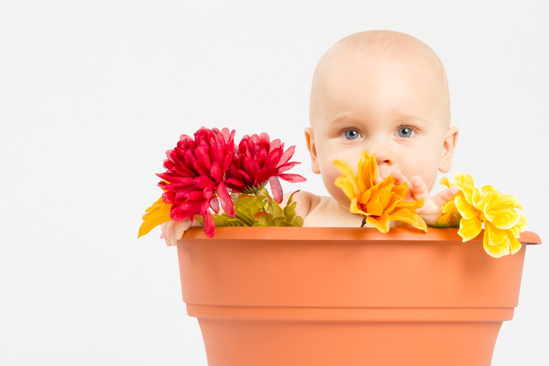 Infant portrait in flower pot