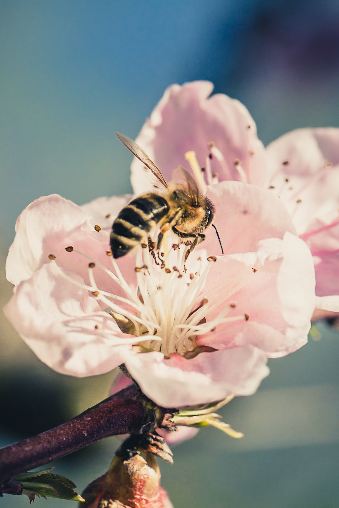 Sipping spring
