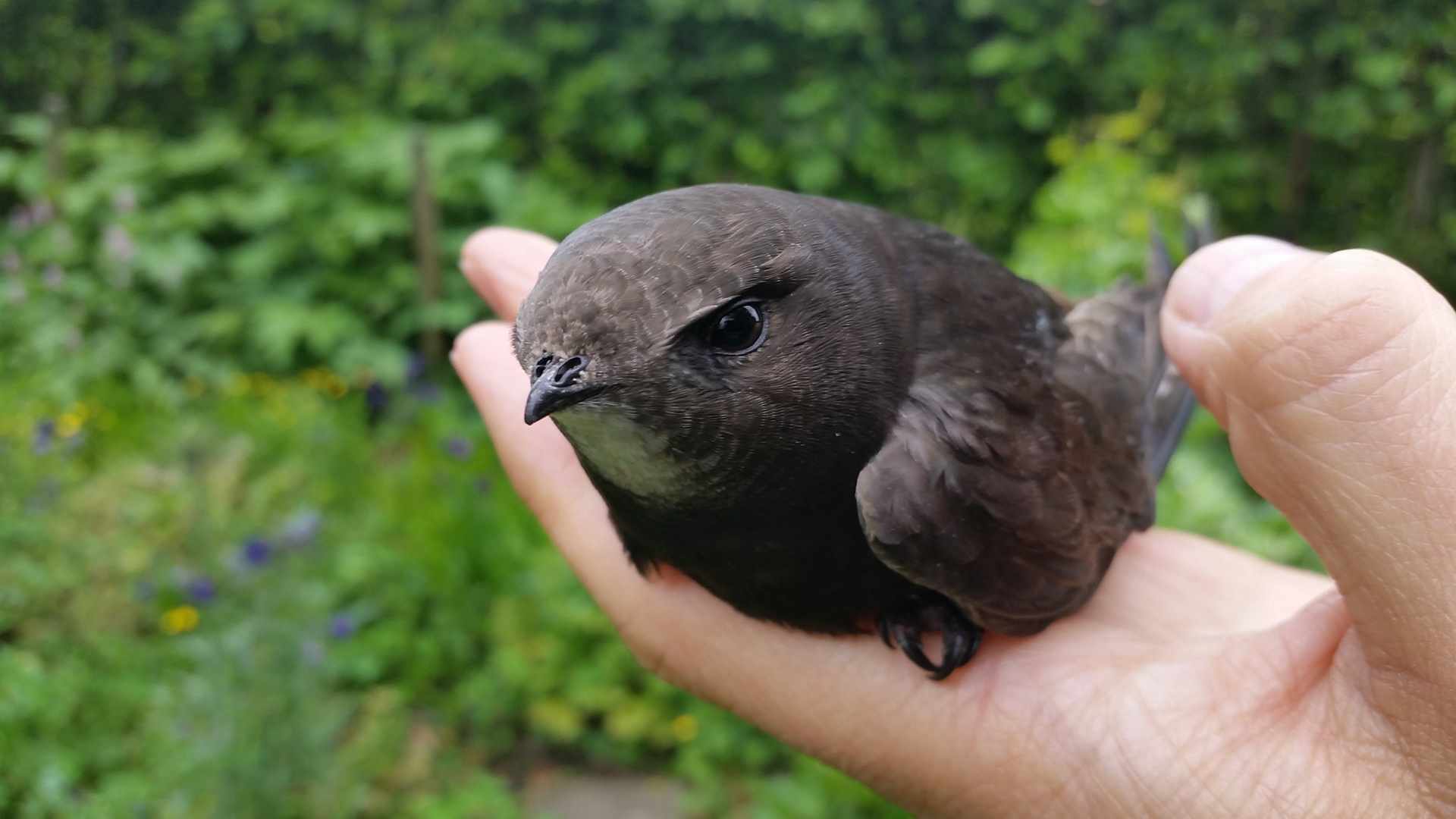 Gewonde Gierzwaluw gevonden