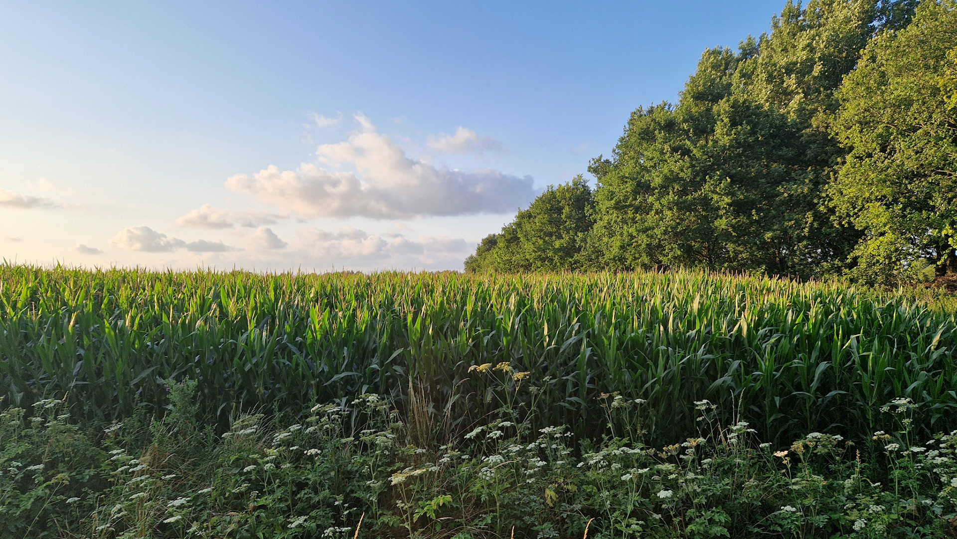 Clouds and corn