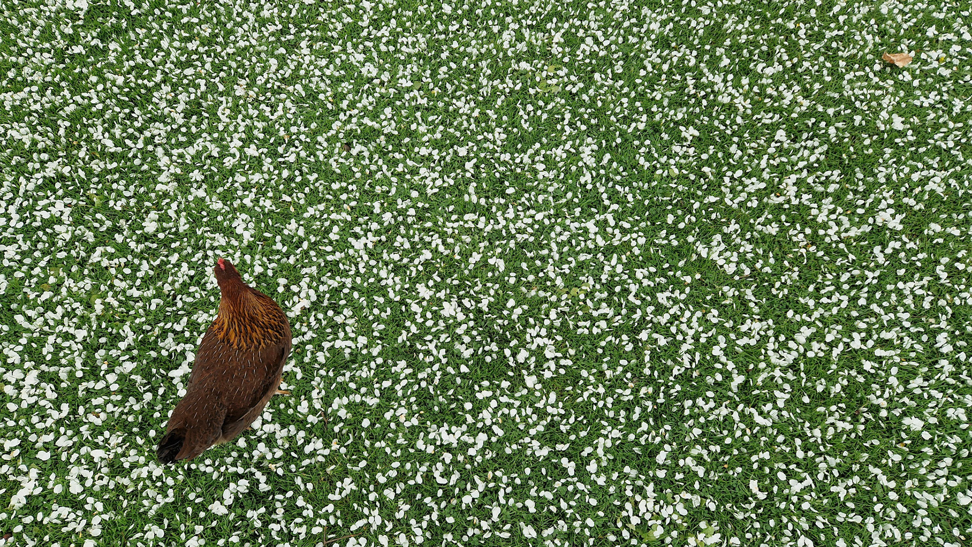 Overwhelmed chicken