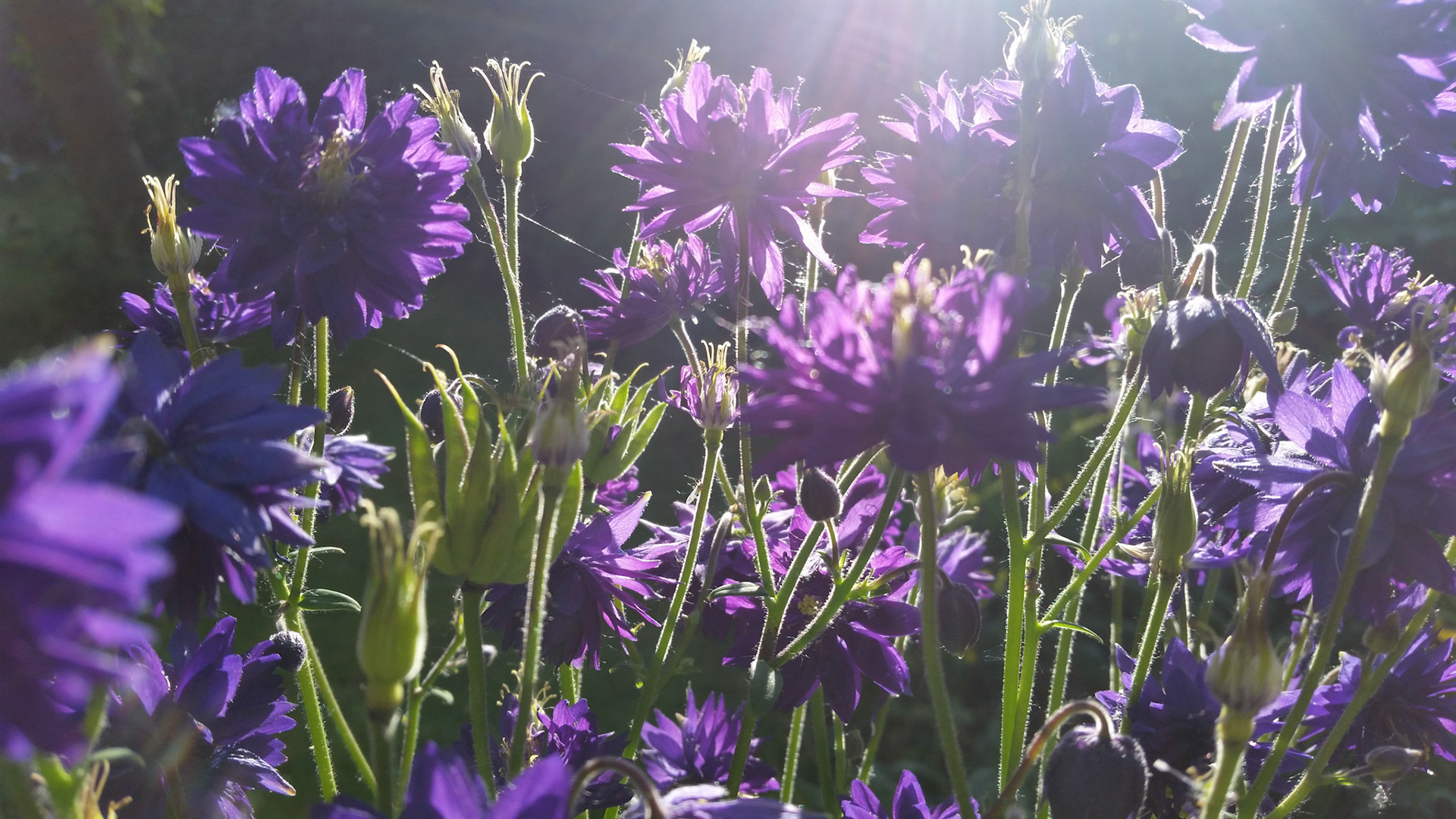 Laag zonnetje on de tuin