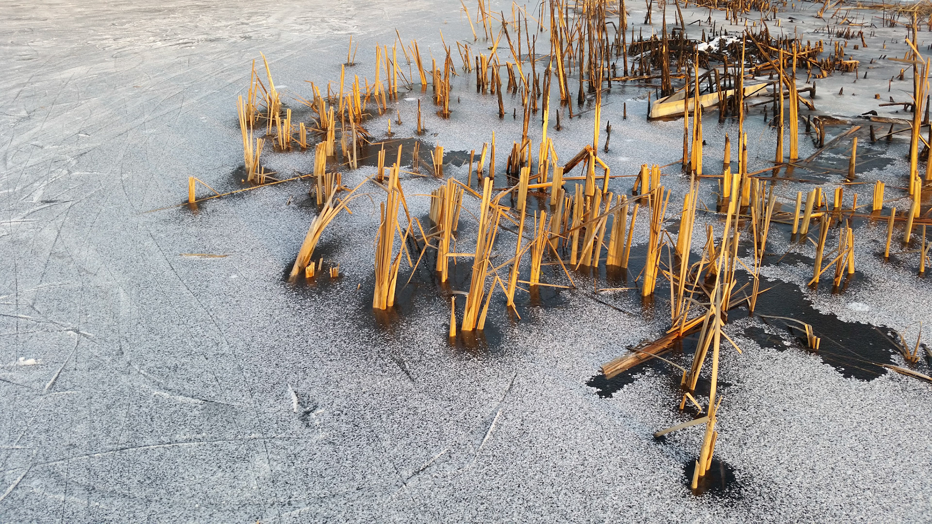 Riet bij t schaatsen