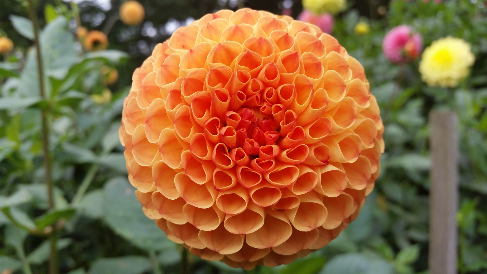Amazing Dahlia 2