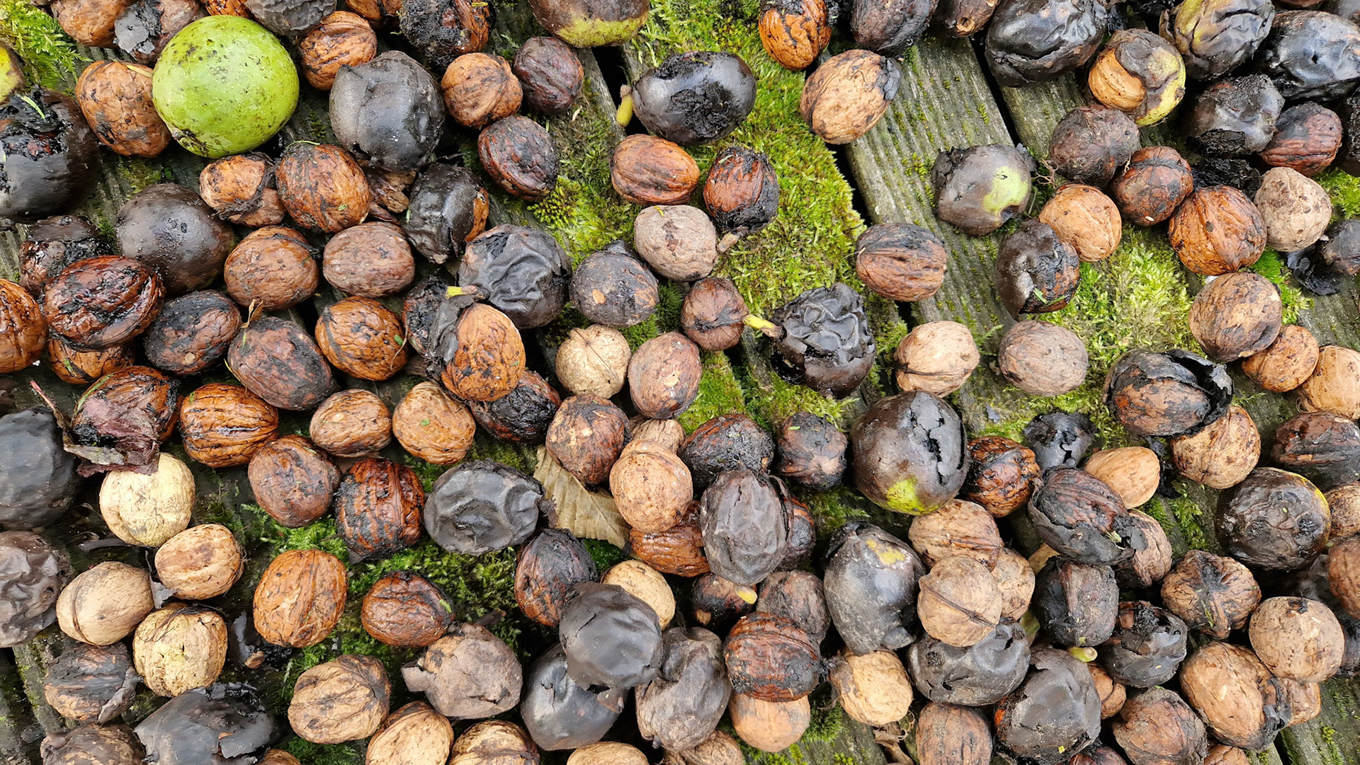 Questionable quality