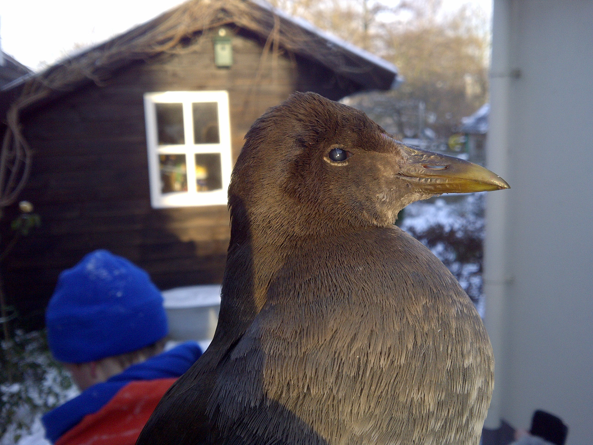 Meerkoet, gevangen door onze kat, helaas dood