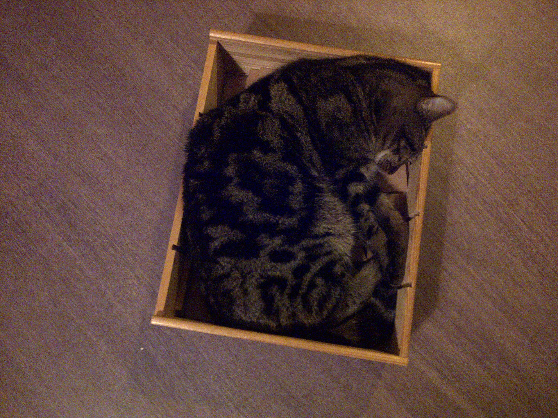 Sleeping cat in a box