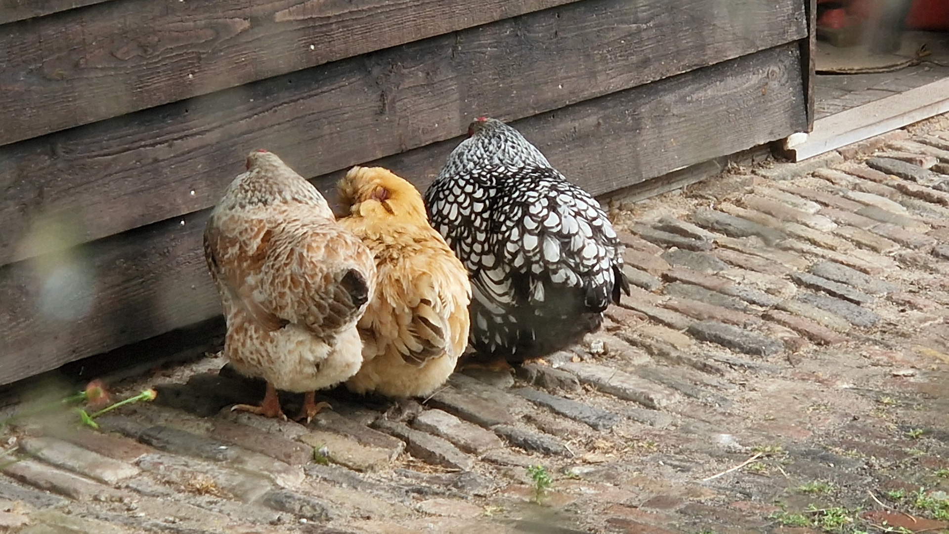 Schuilen voor de regen