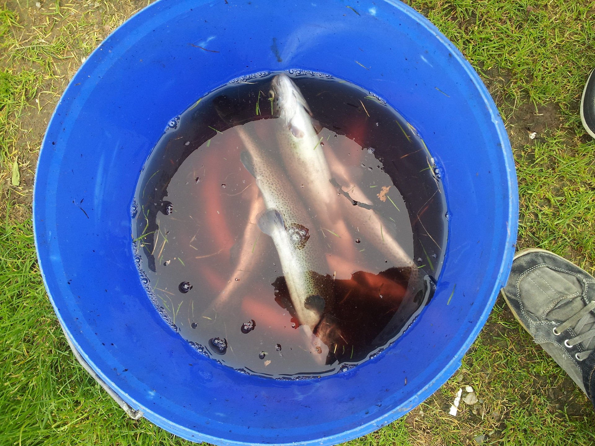 Dubieuze visvangst bij Forrelfeestje Joris