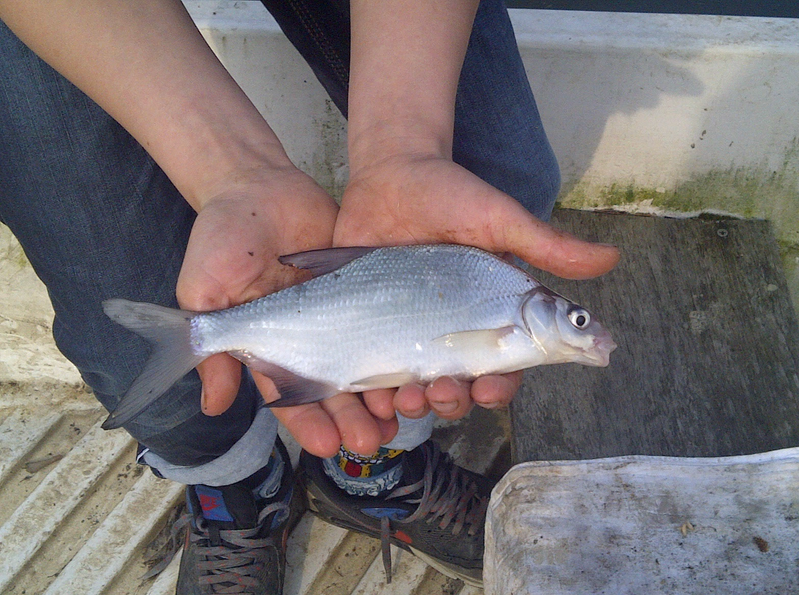 Joris heeft een zeldzame donaubrasem gevangen
