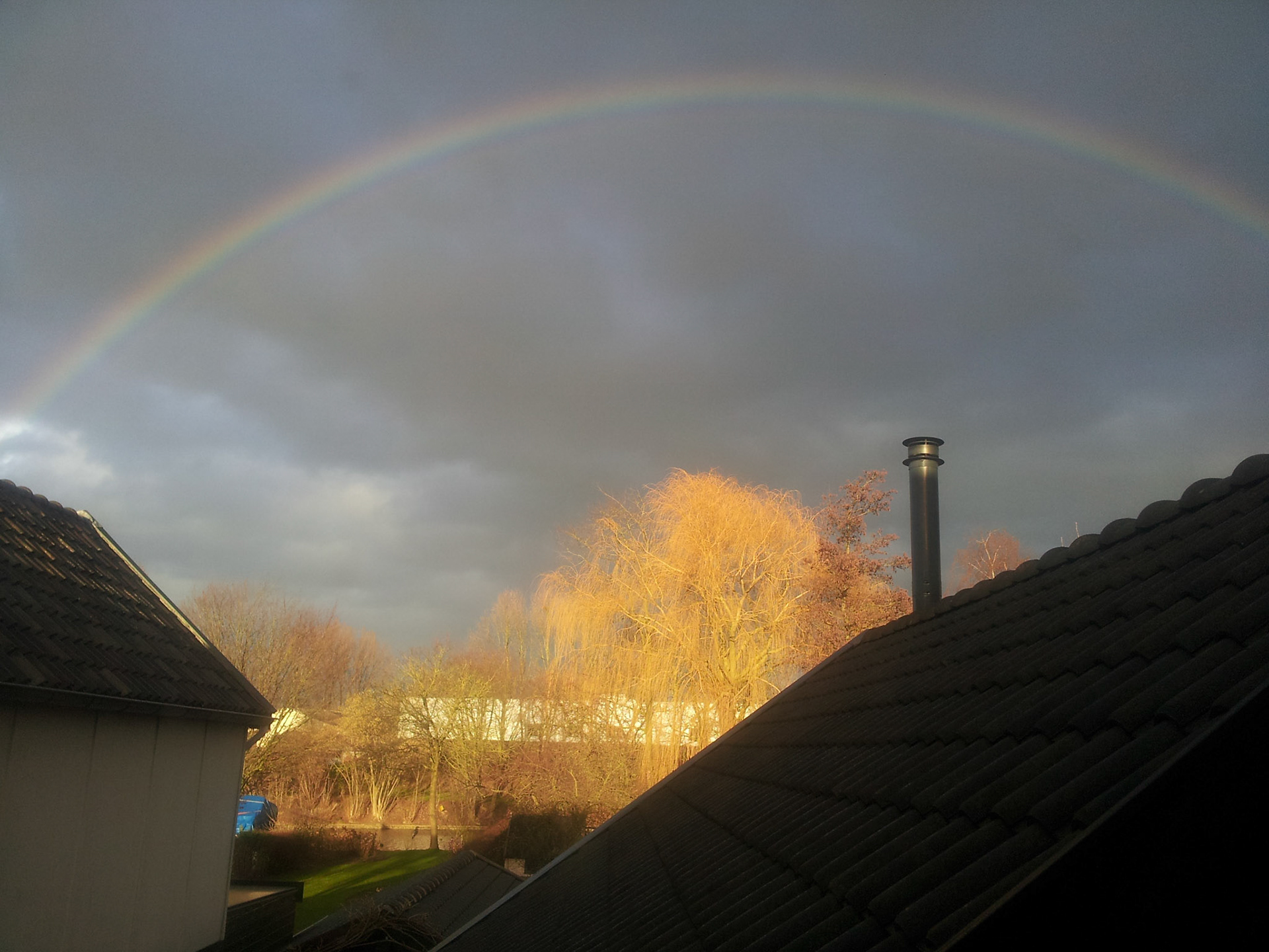 Gouden treurwilg onder de regenboog
