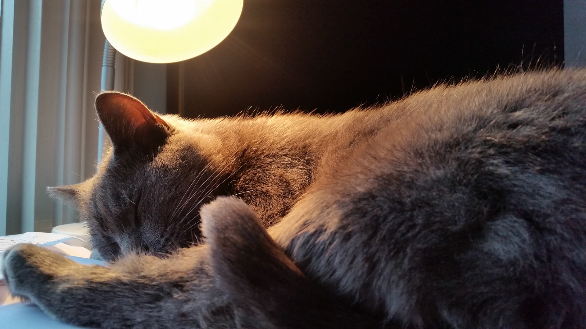 Beer houdt me gezelschap tijdens werk