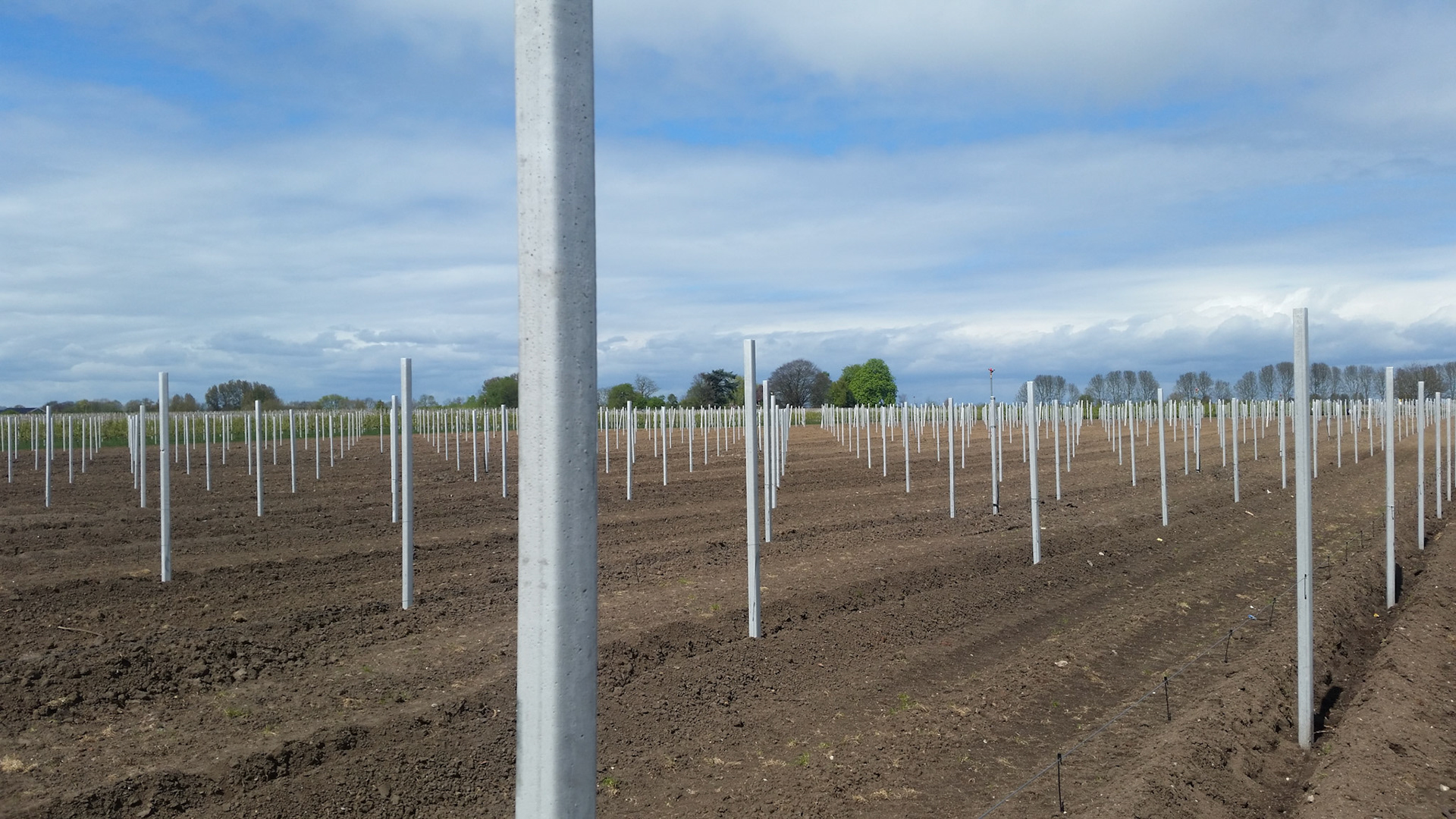 Karige bloesem bij bloesemtocht