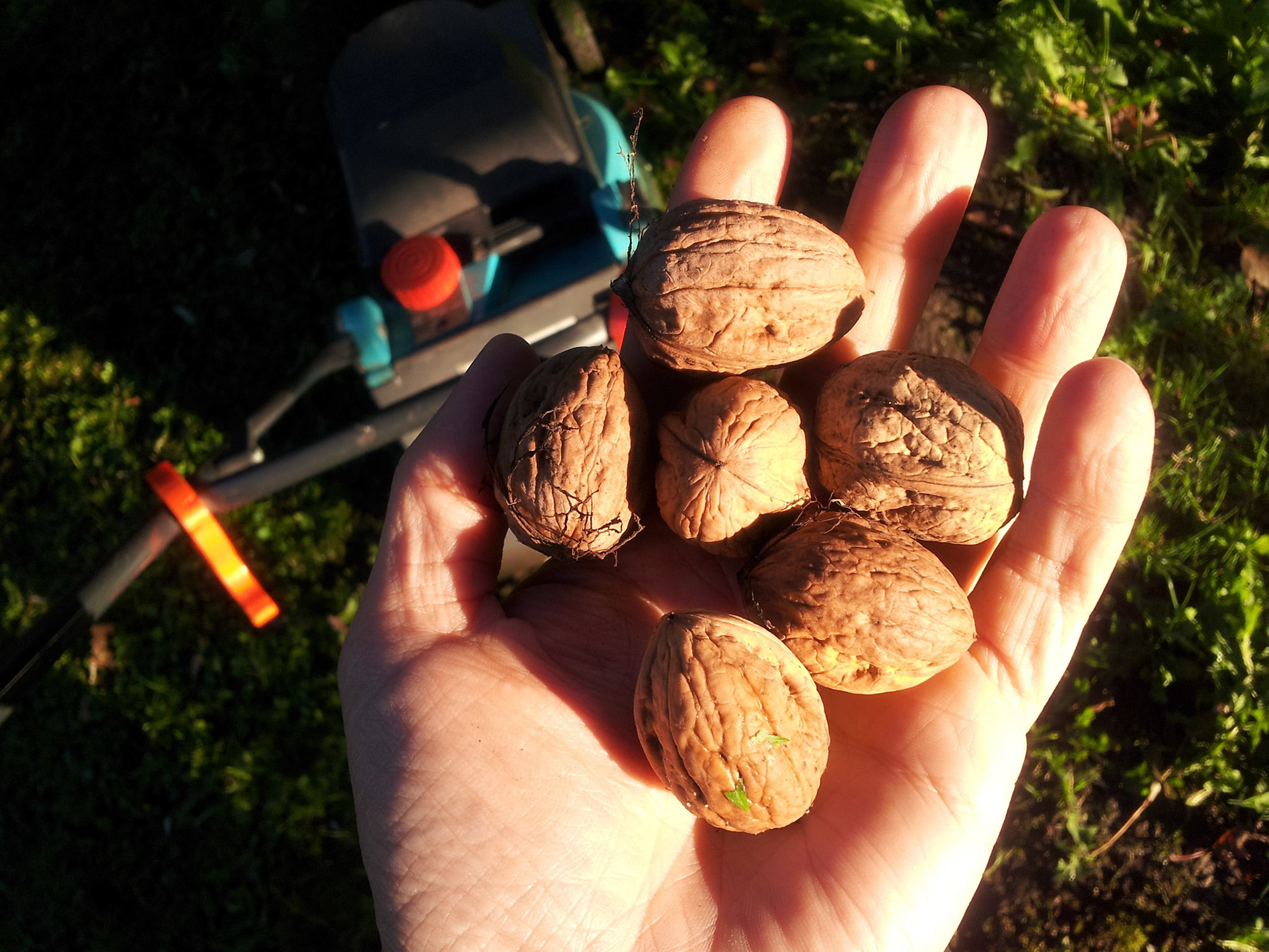If you mow your own lawn, you will find your own nuts
