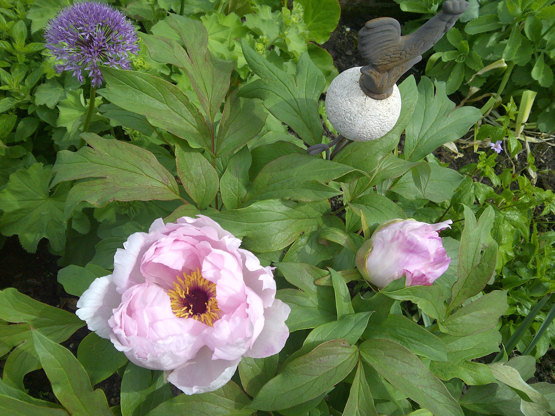 De eerste pioenroos bloeit