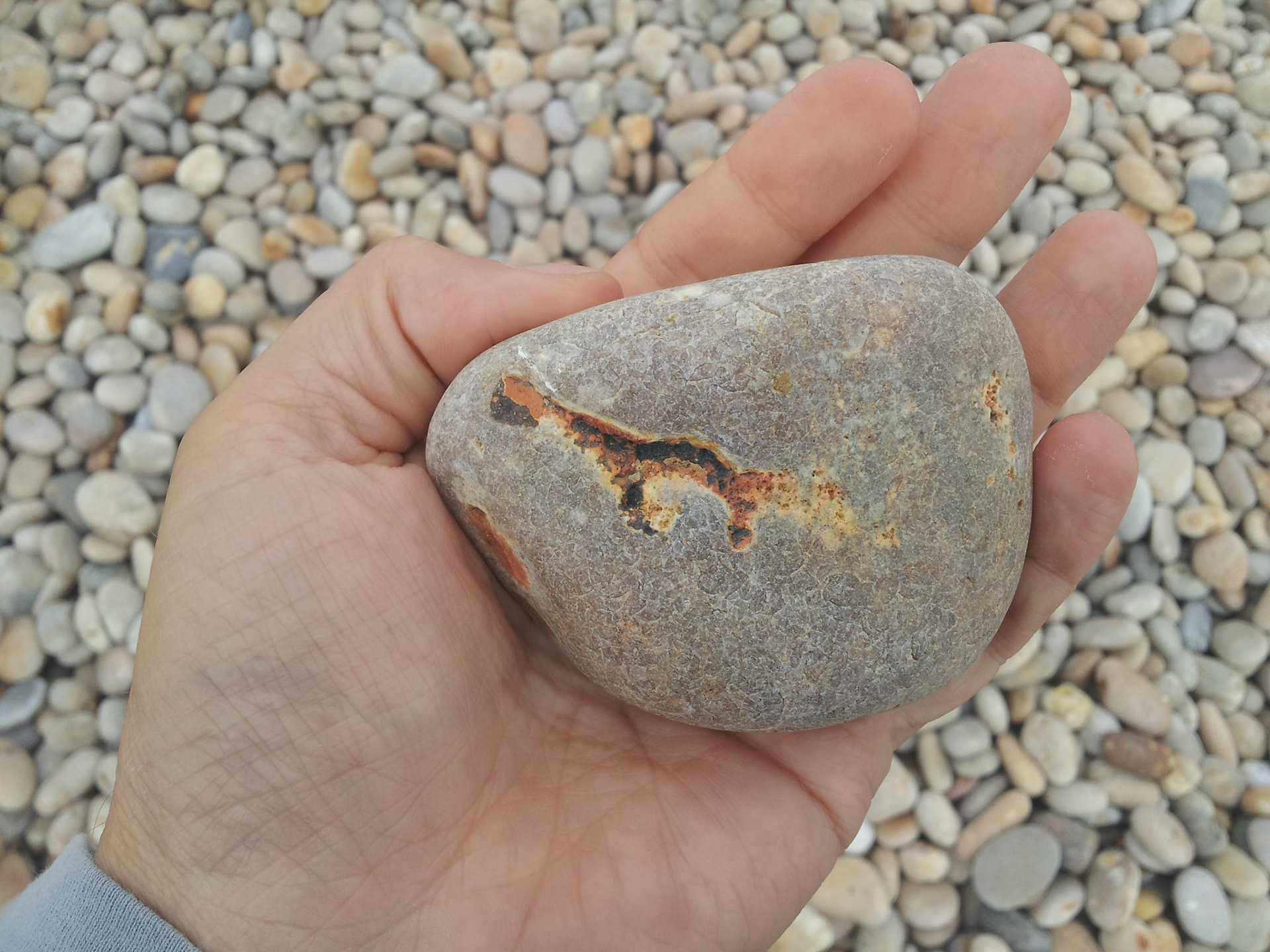 Eerste fosiel gevonden, een baby giraffe