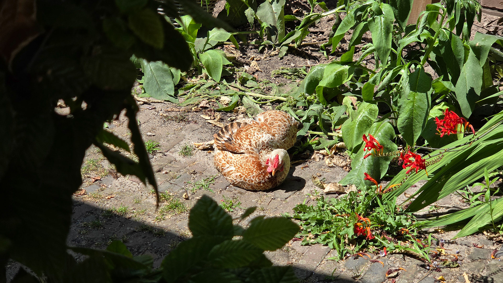 Chillin' chicken