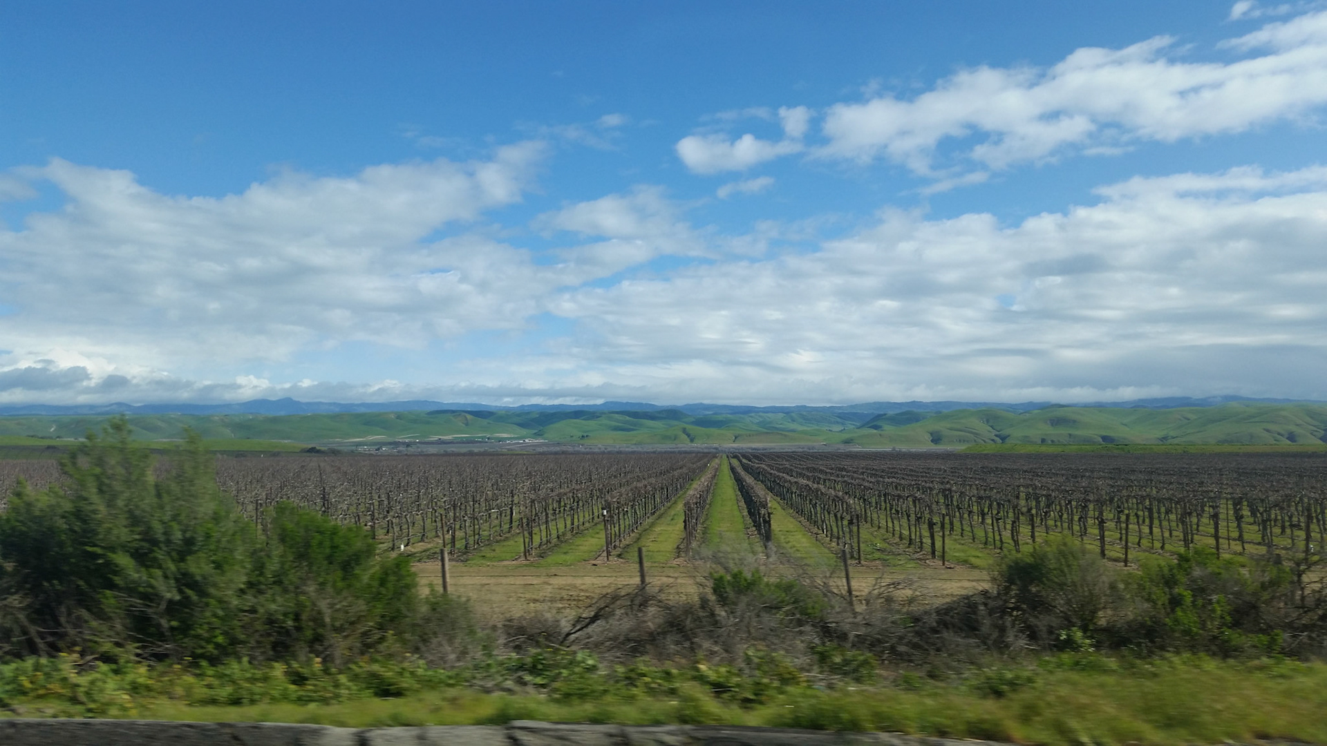 Vineyard in Northern California