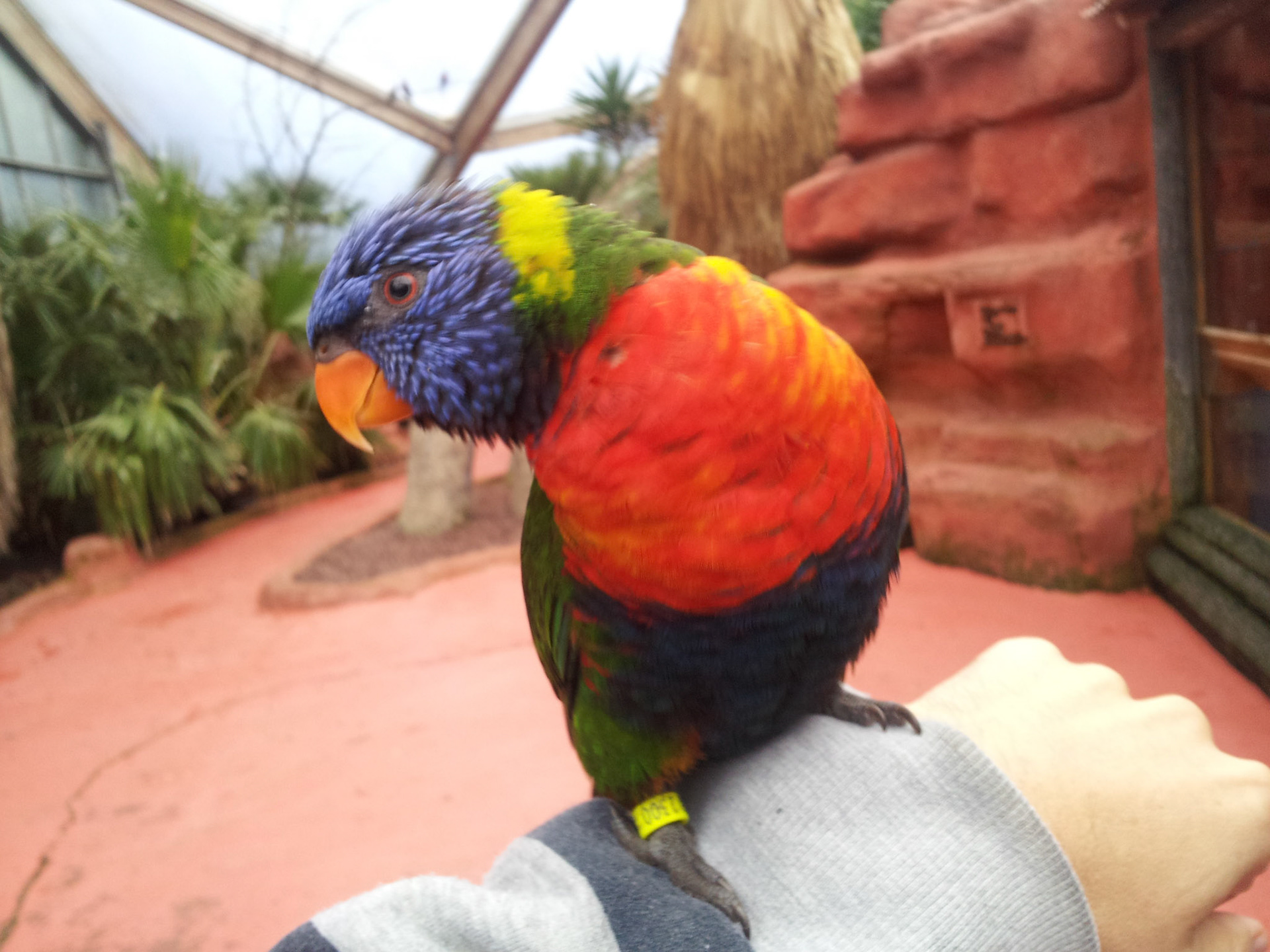 Een lori op mijn arm in Avifauna