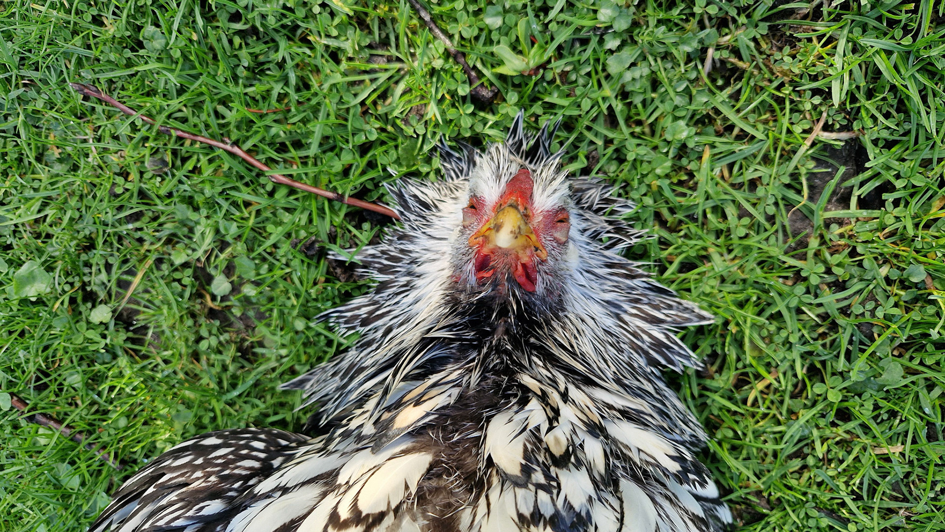 RIP chicken