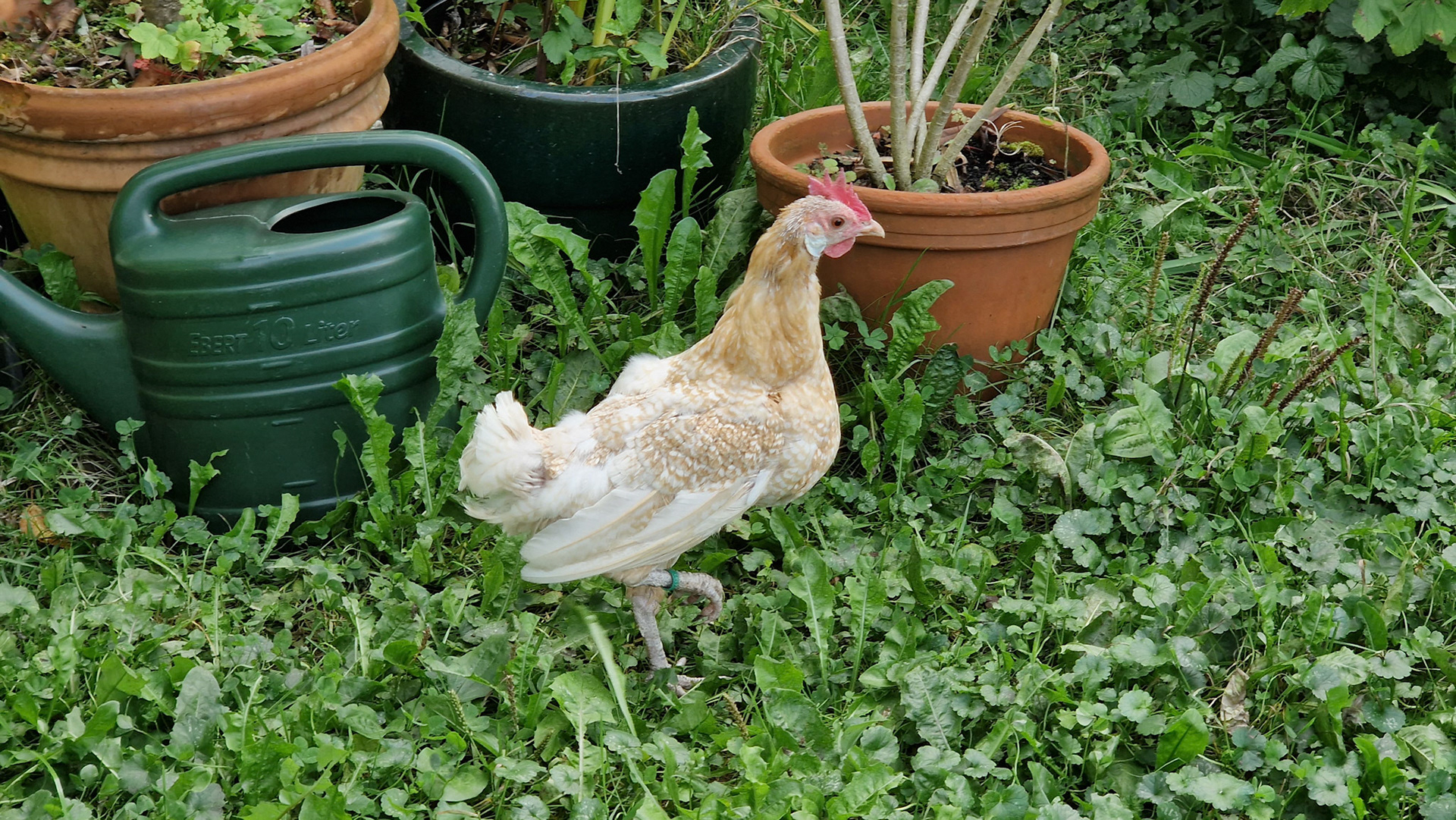 New feathers