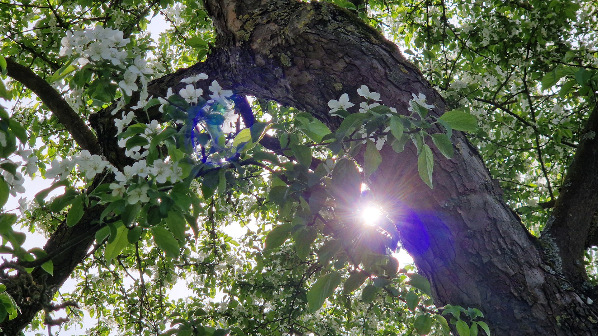 Flowering crabapple