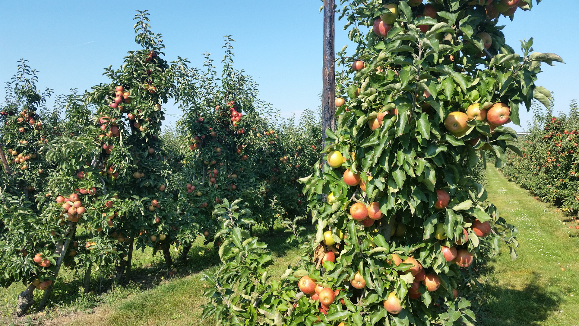 Herfst en de pluk zijn begonnen