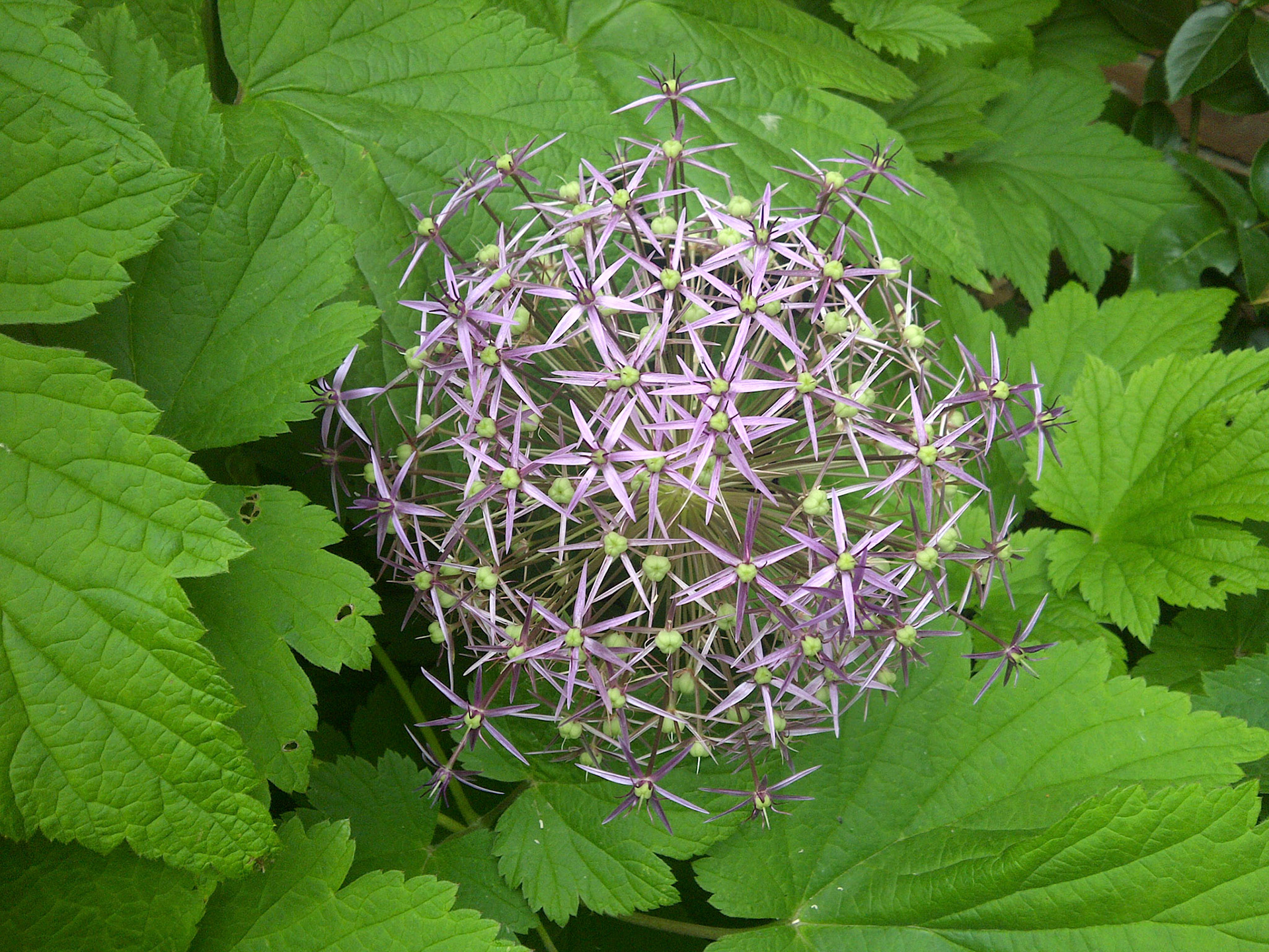 Prachtige structuur in chaotische natuur