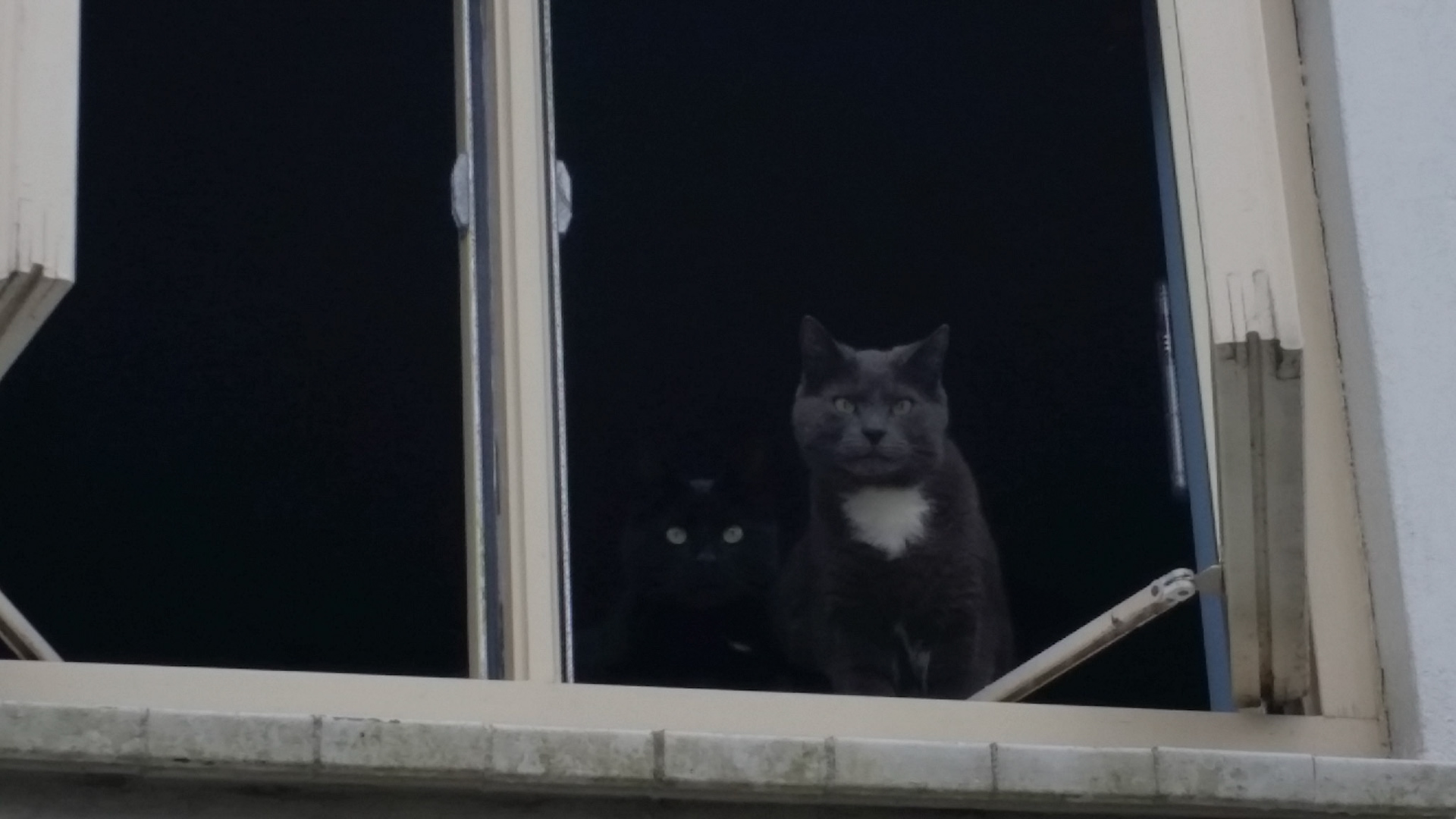 Ze begluren de buurkatten