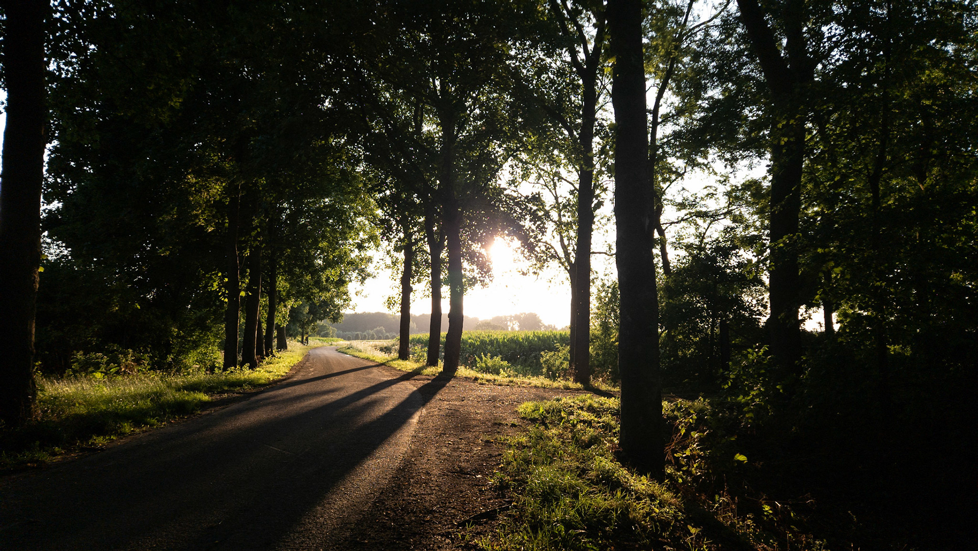Evening walk