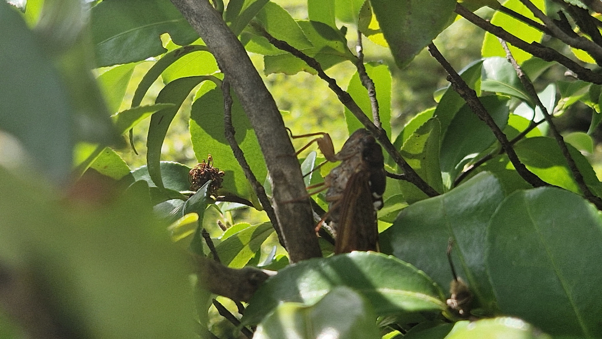 Loud cicada