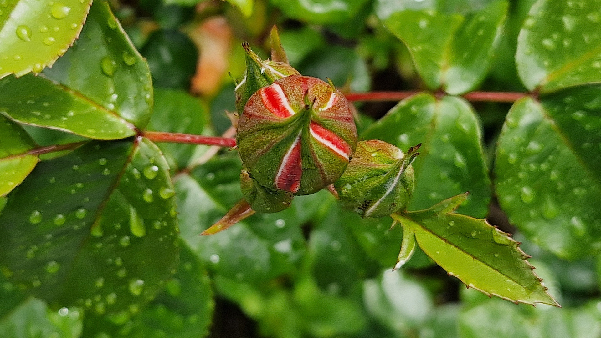 Bud