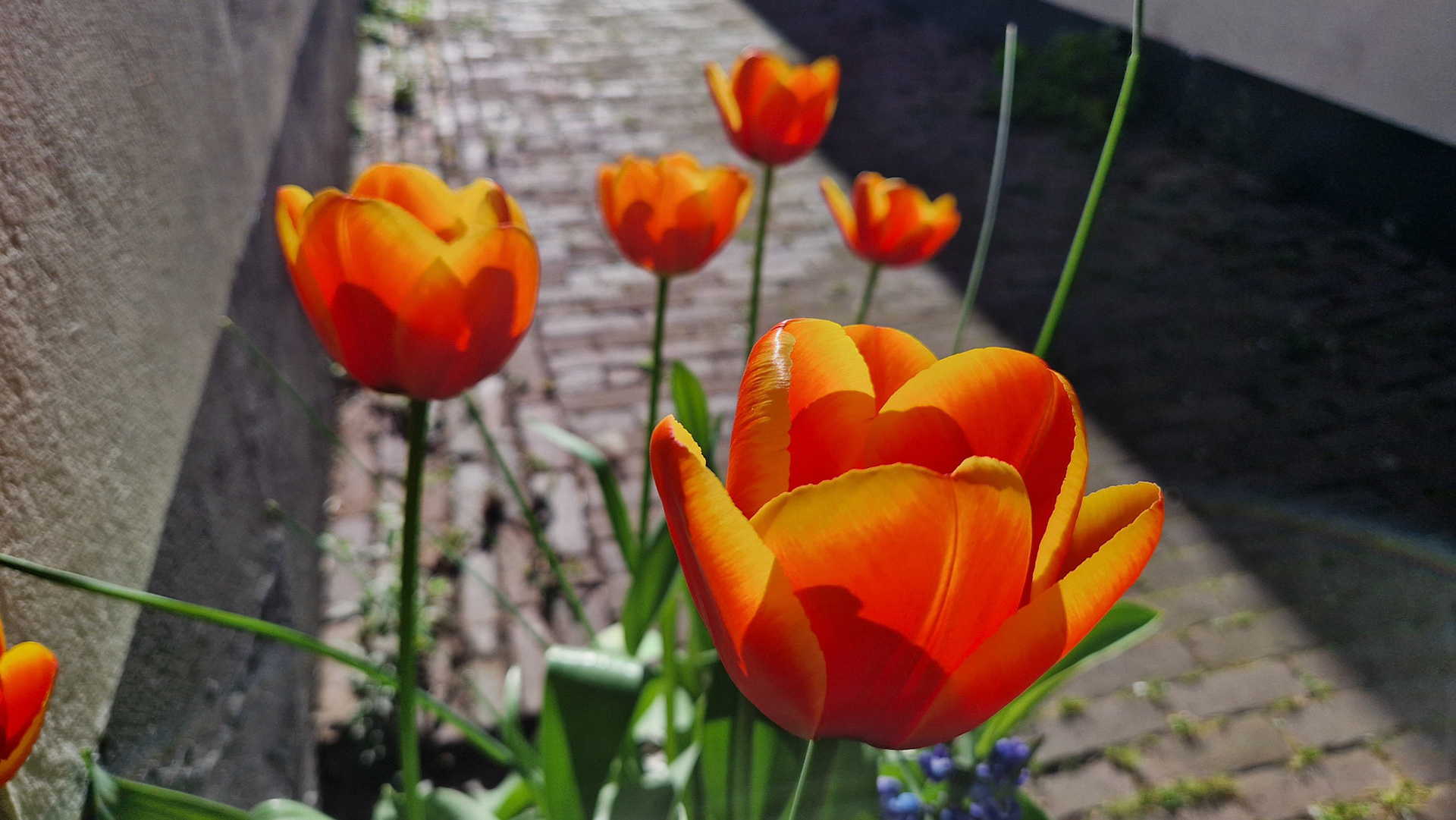 Zonnige tulpen