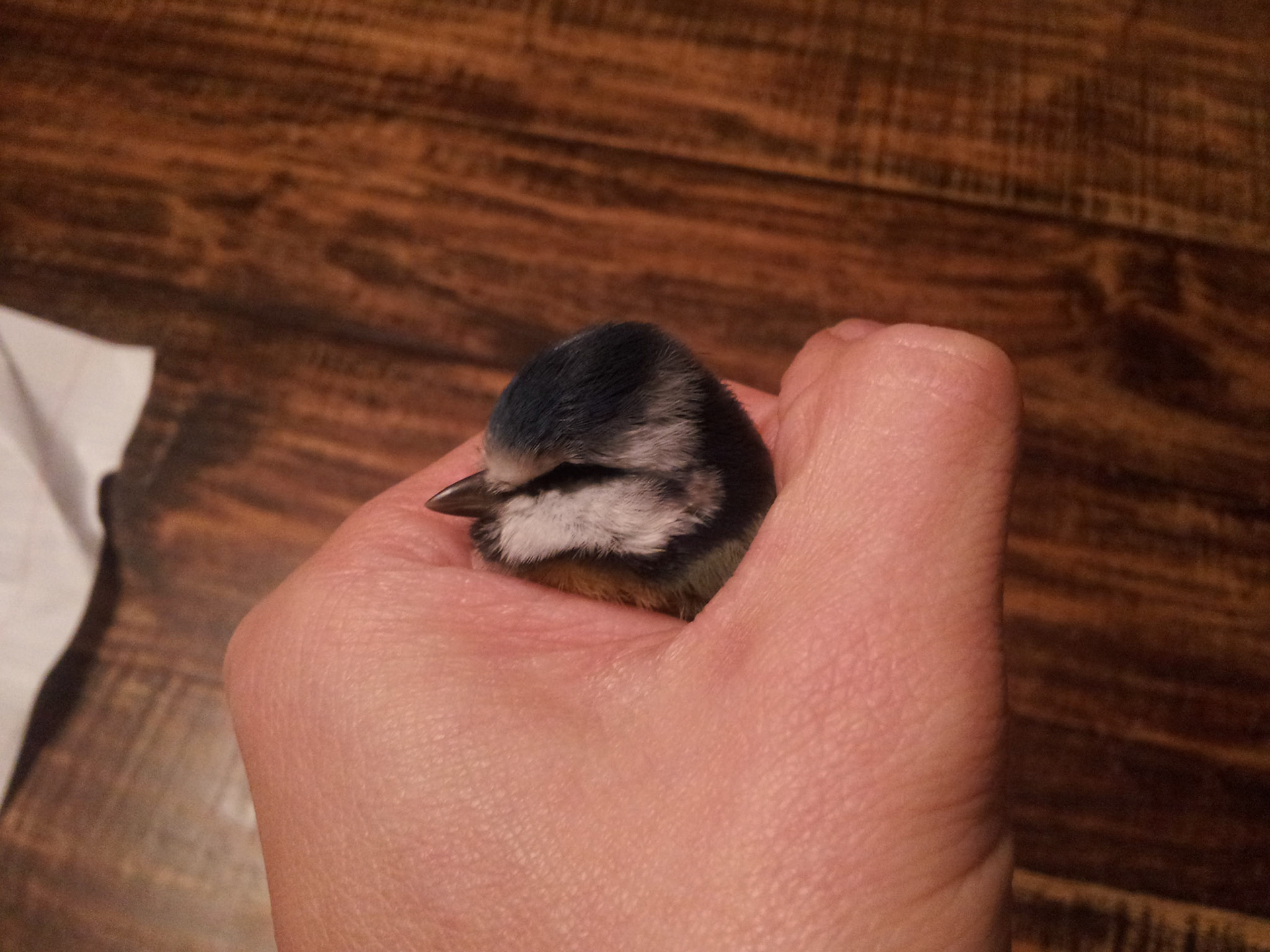 Heel schattig maar ook heel dood