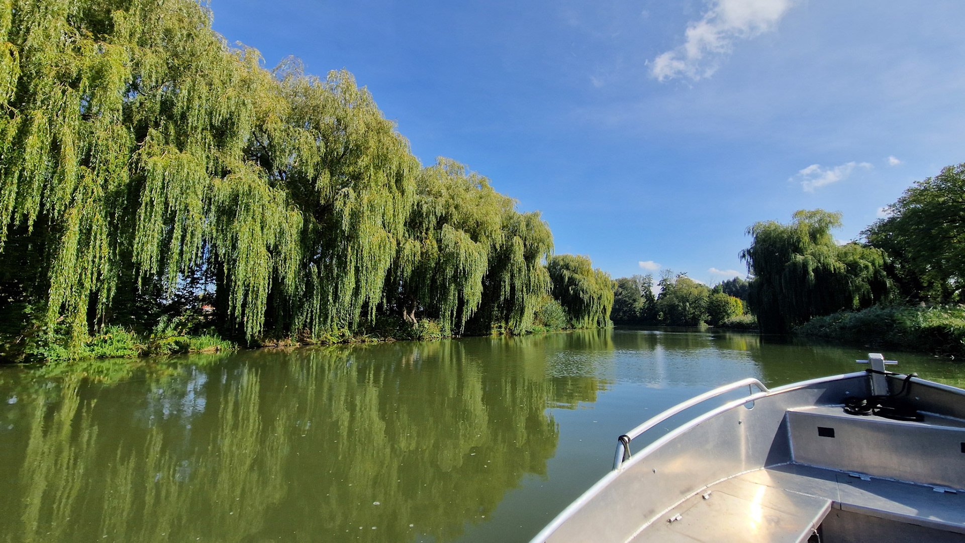 Treurwilgen in de zon
