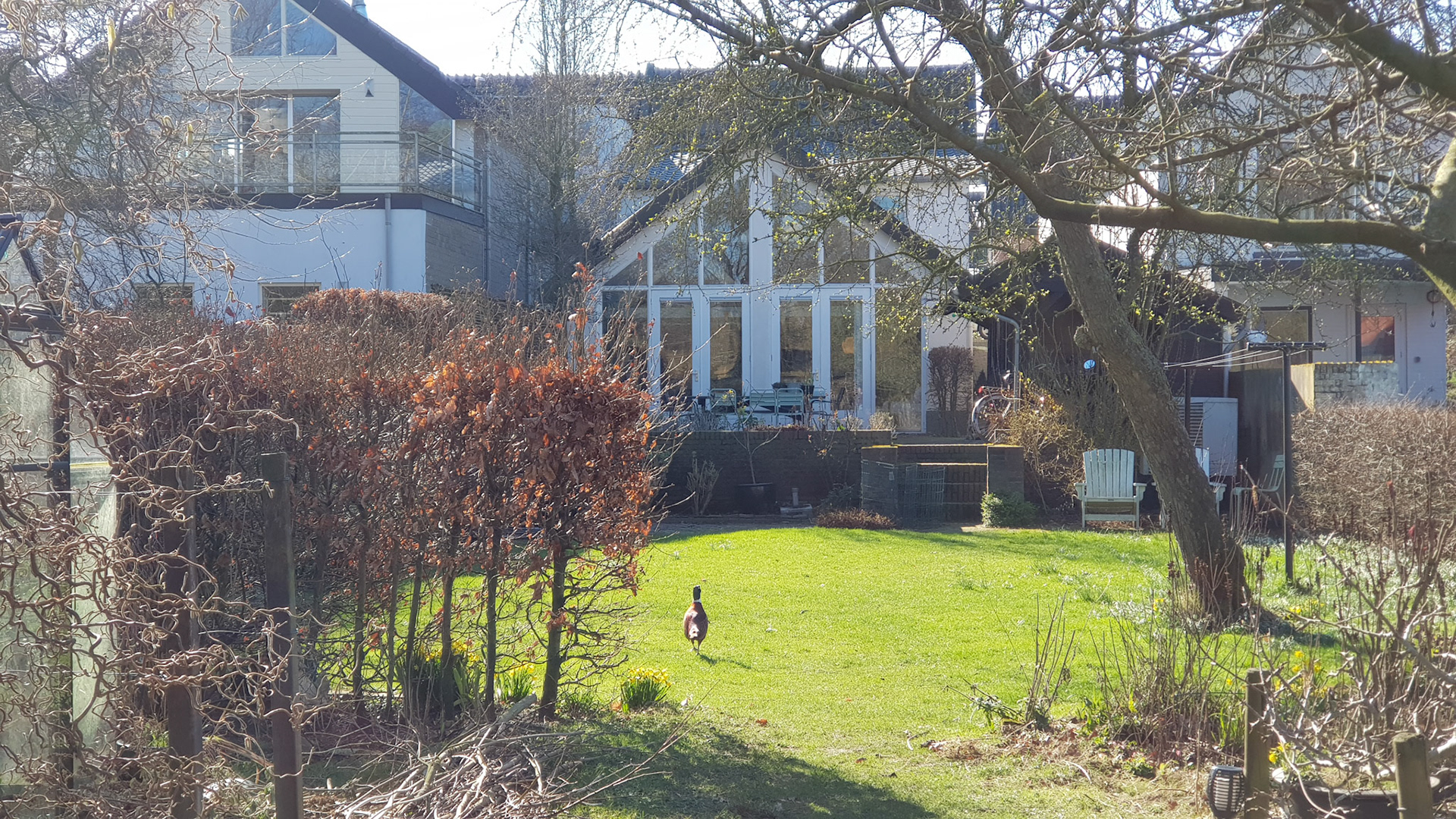 Pheasant or chicken?