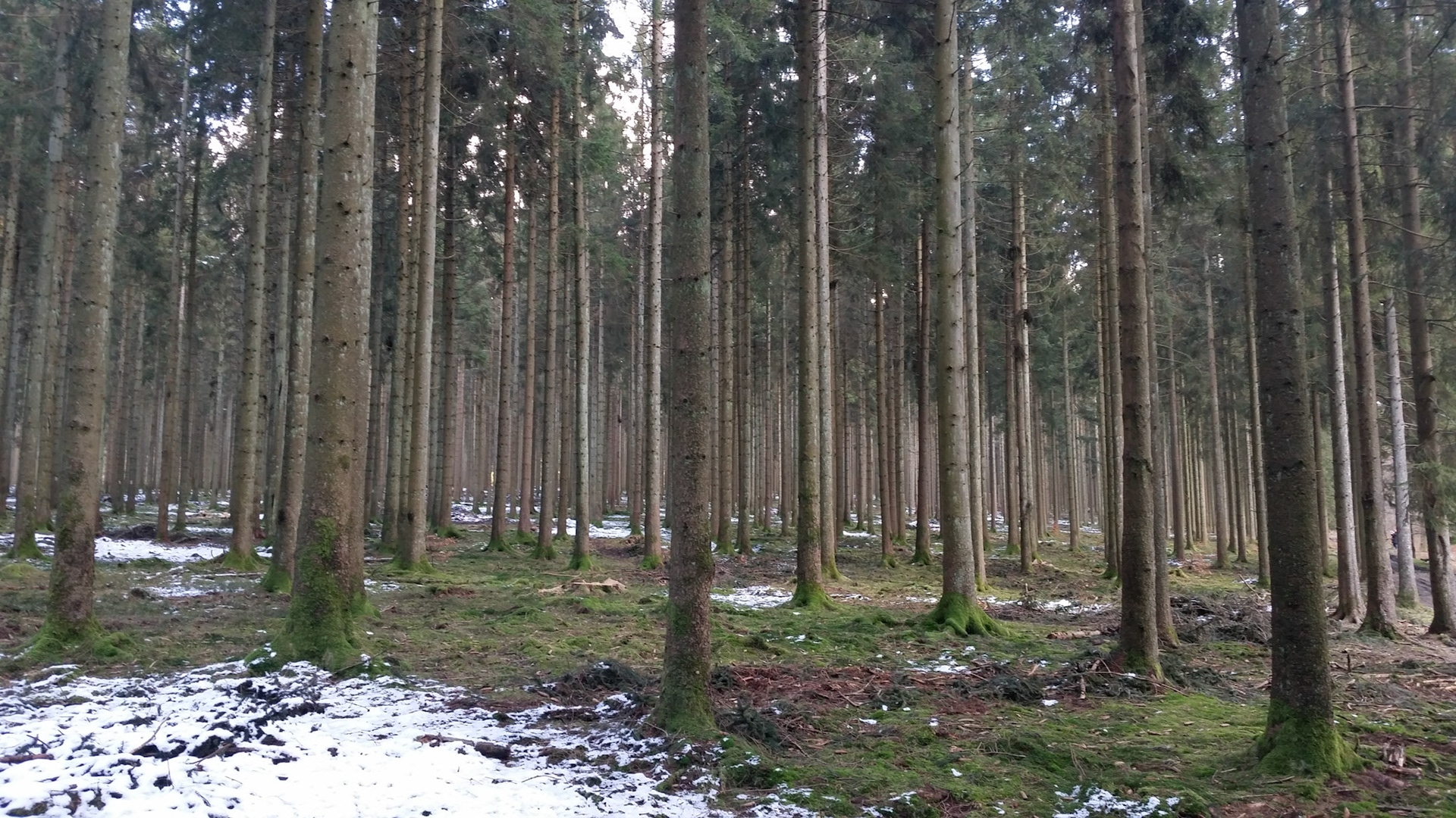 Door de bomen het bos