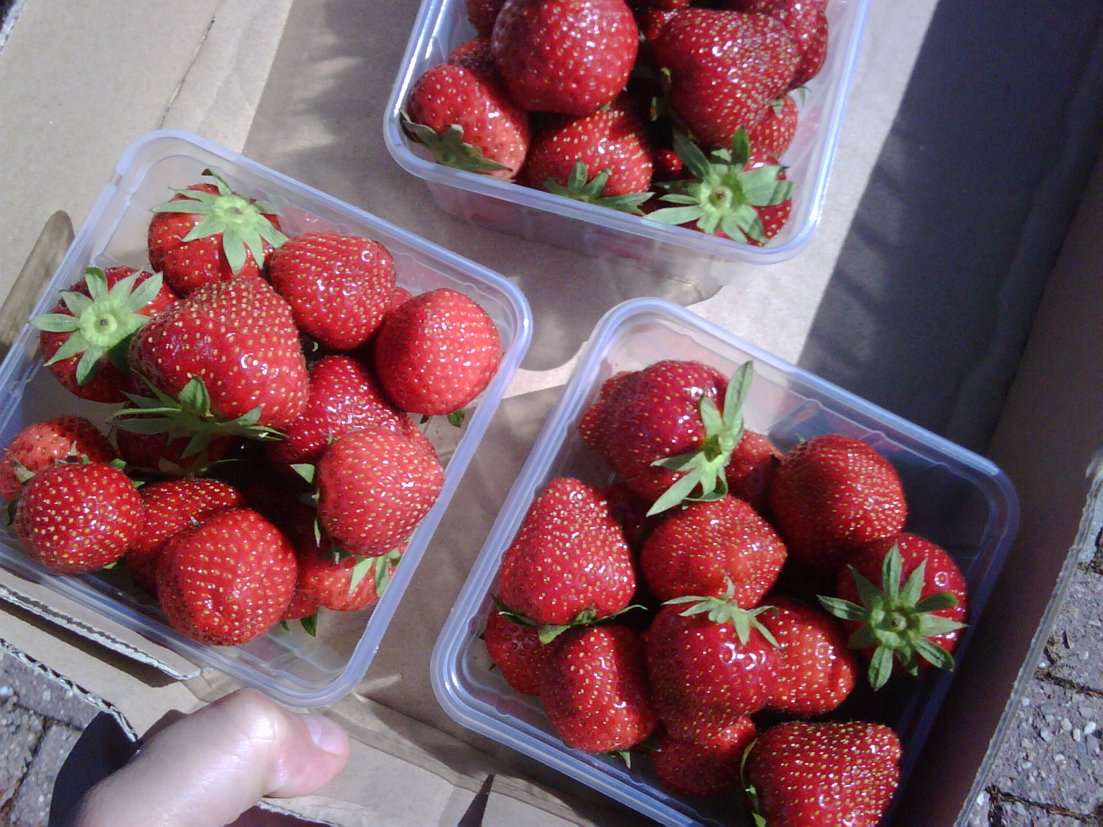 Vers geplukte aarbeien voor de taart van Mathijn