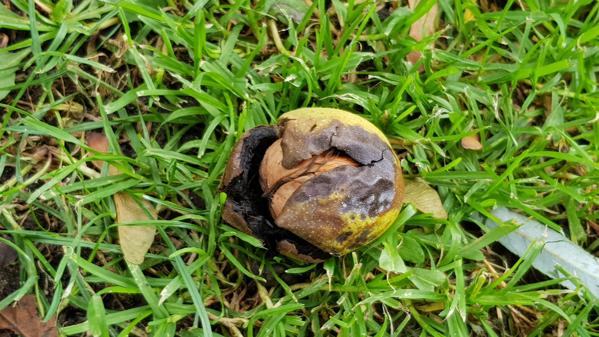 Herfst begint met walnoten