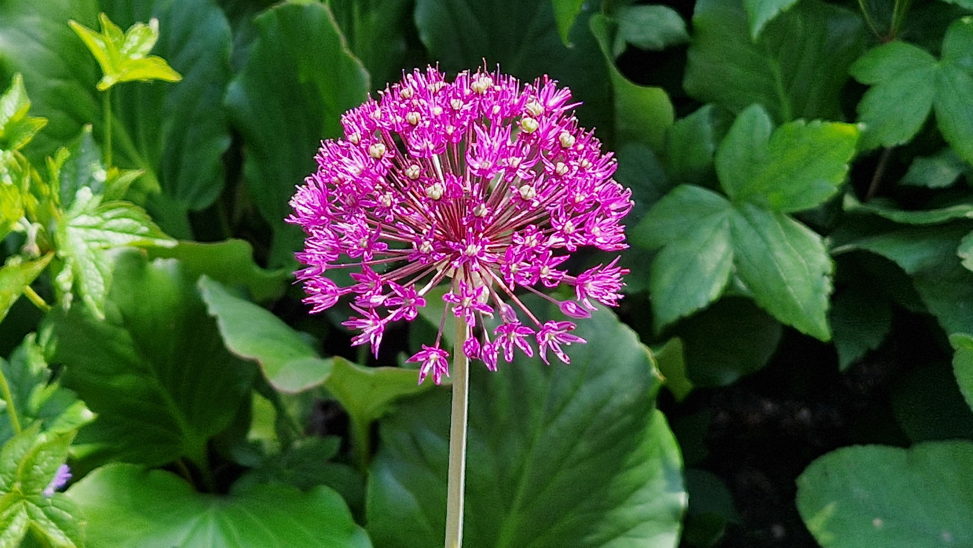 Onion