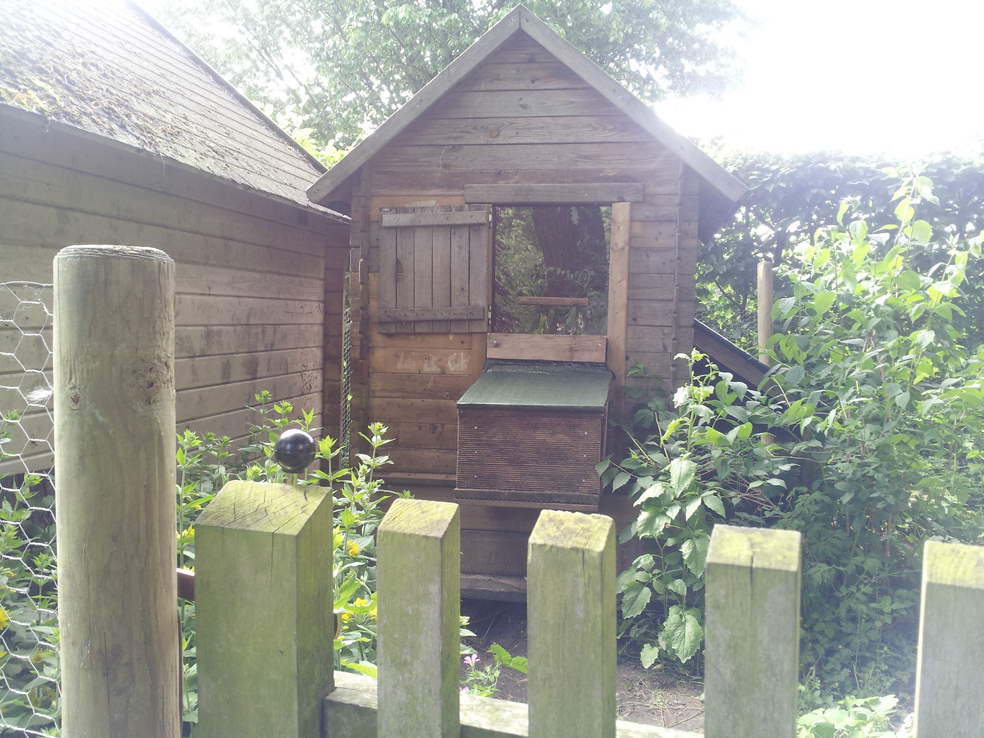 Laat de kippen maar komen