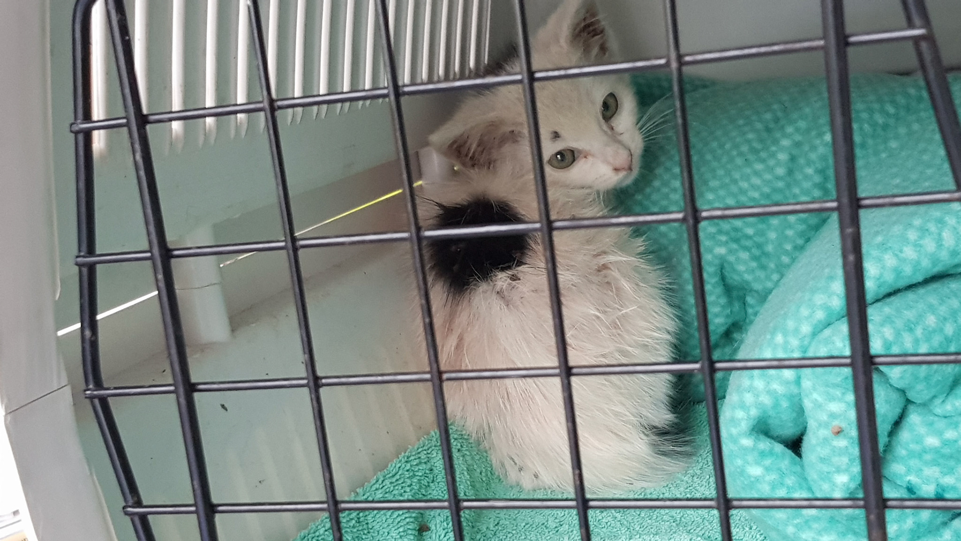 Look what the kids dragged in