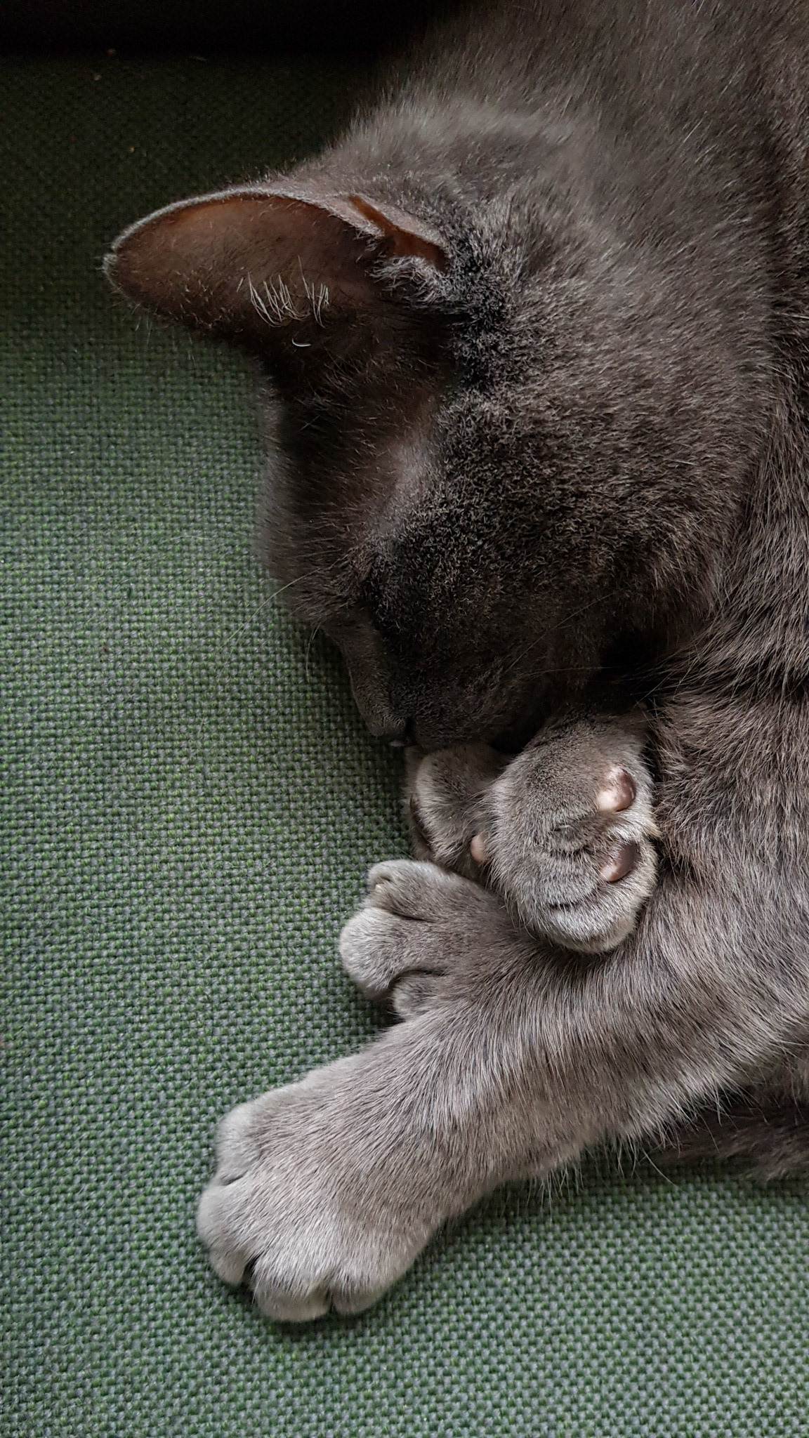 Paws