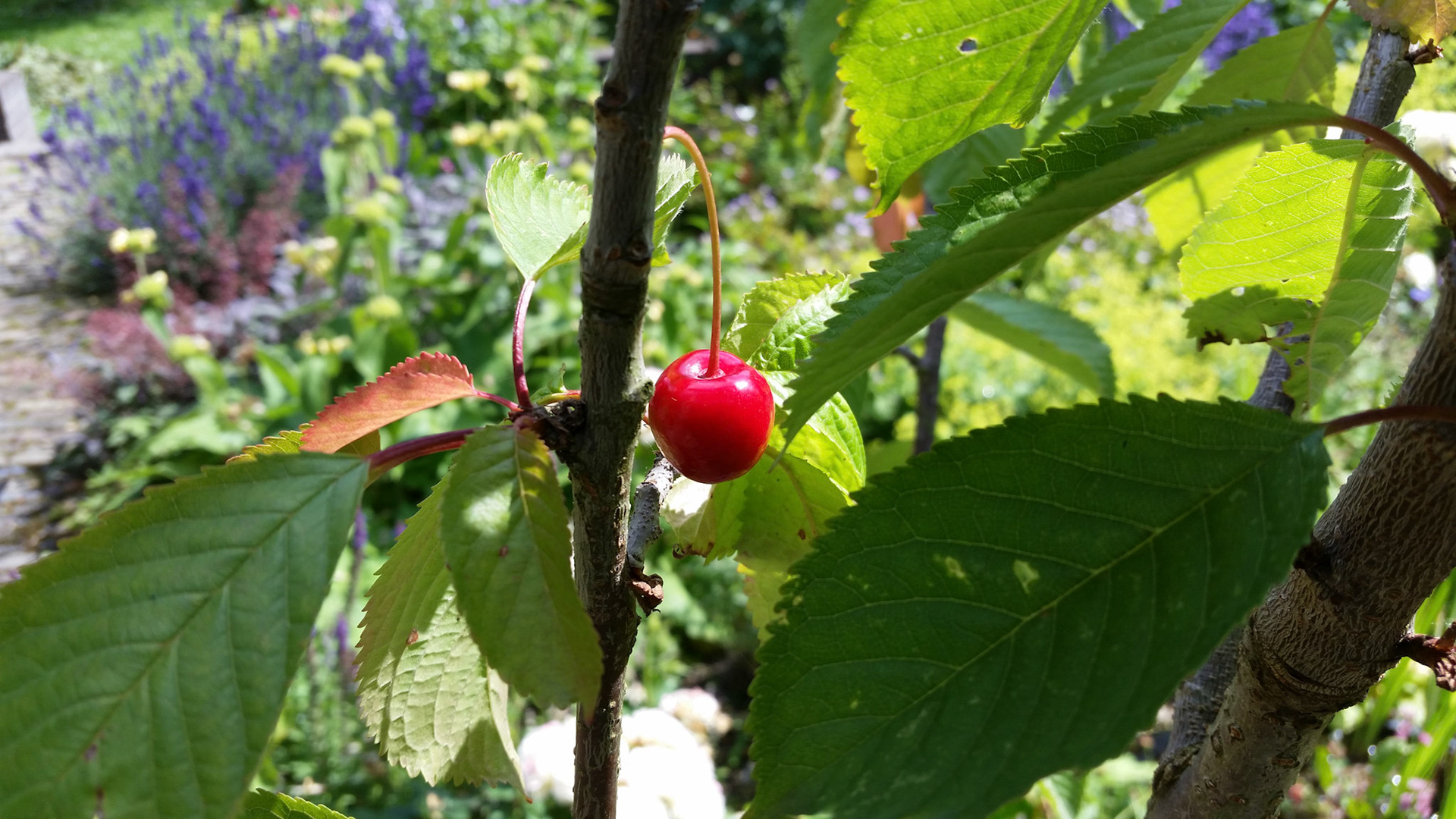 1 kers in onze kersboom