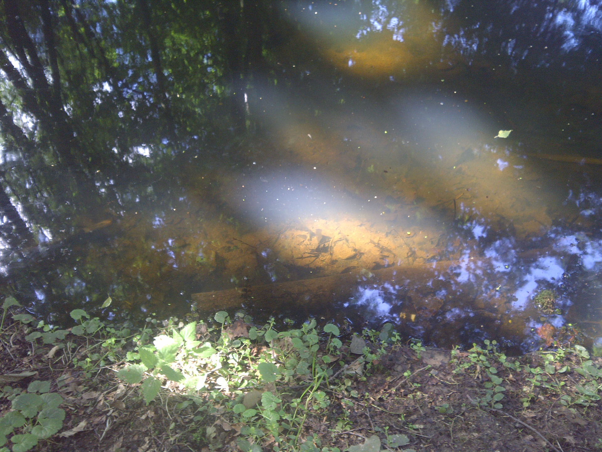 Zonlicht in het bos schijnt tot op de bodem van het watertje