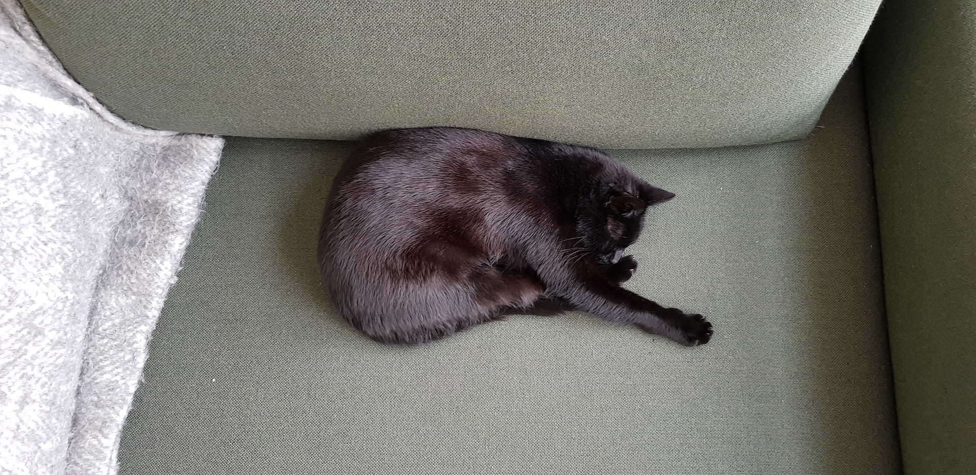 Kitty approved love seat
