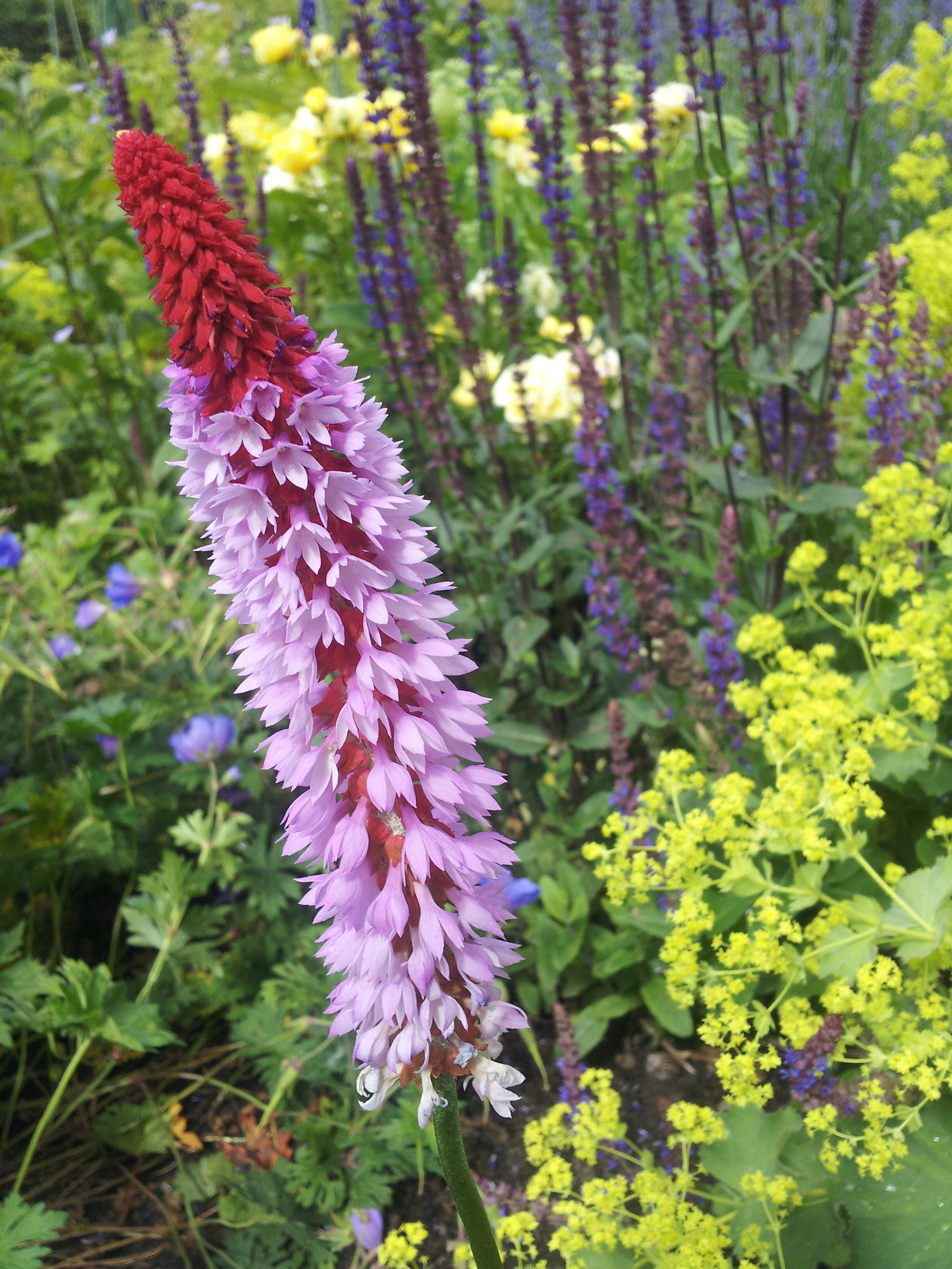 Tuin in bloei deel 2