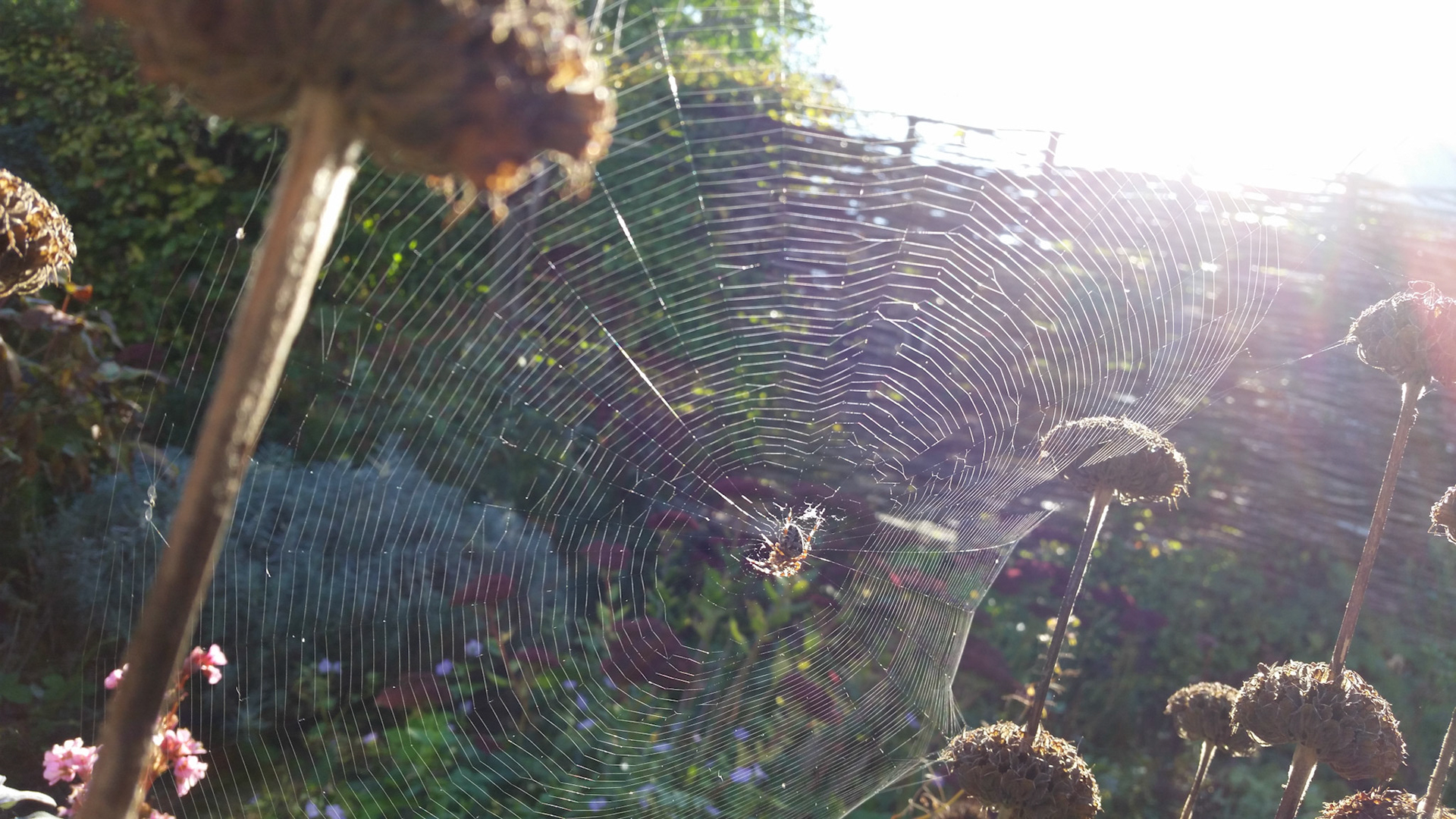 Spin in de zondagzon